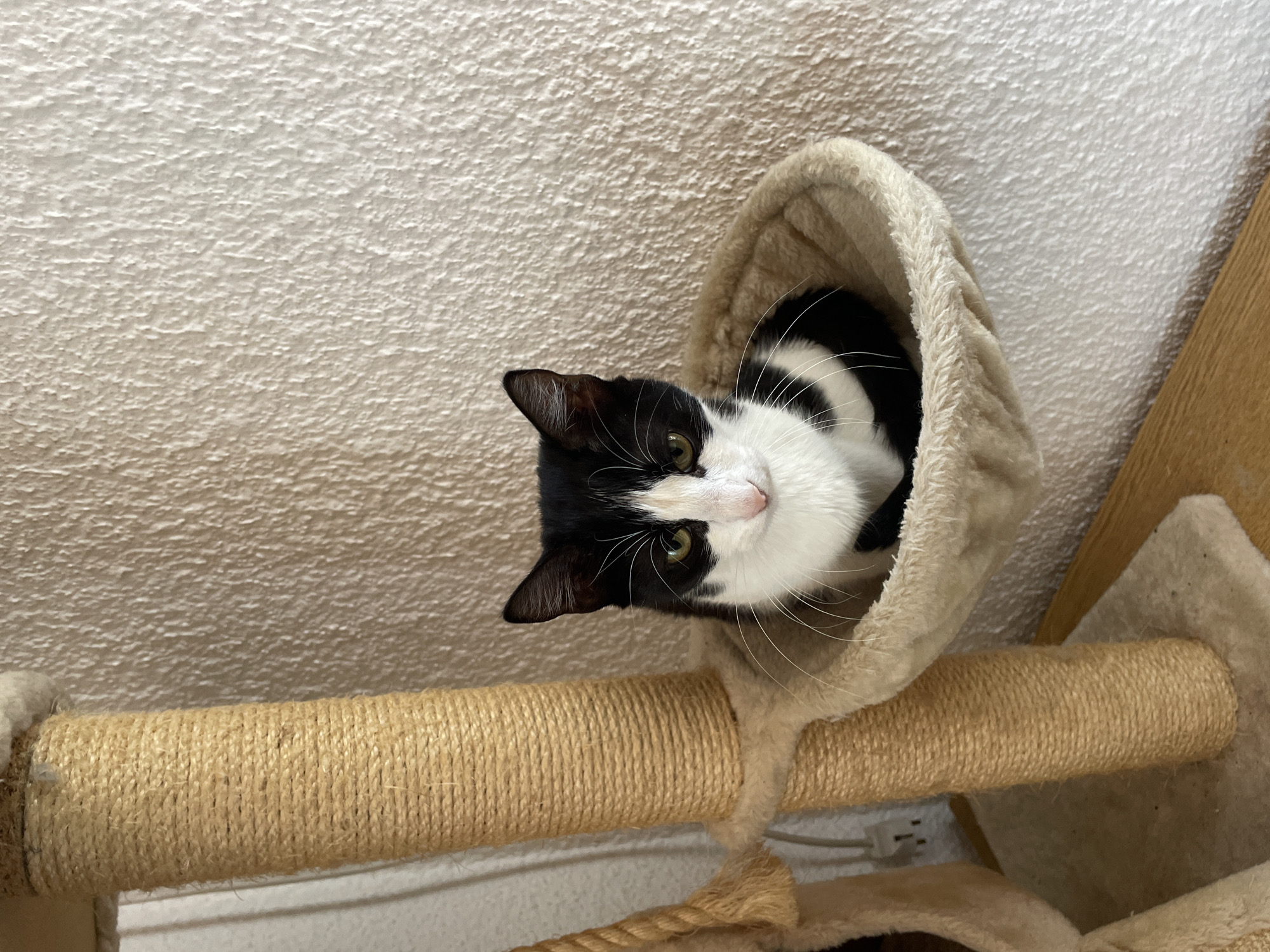 A black and white tuxedo cat is inside a tan cat tree perch. The cat tree has a rope wrapped post. The background shows a lightly textured wall. The location is not provided and cannot be determined from this image.