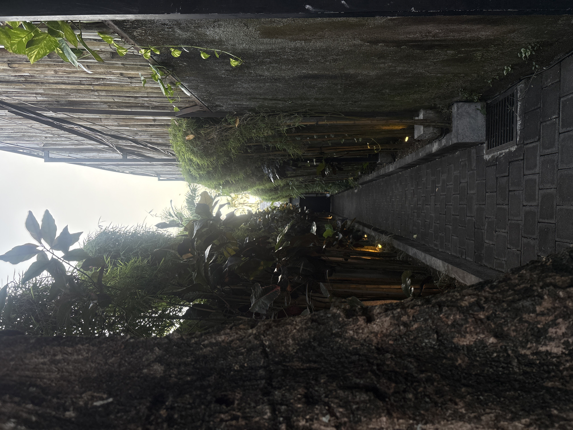 A narrow pathway, paved with dark rectangular bricks, winds between a textured concrete wall on the right and a dense arrangement of tropical plants and a large tree trunk on the left. The pathway is illuminated by warm, low-lying lights embedded along the left side, casting a glow on the foliage. The concrete wall on the right is weathered and stained, with a few small green plants growing at its base. The left side is dominated by lush greenery, including tall bamboo-like stalks and broader leaves, with a substantial, rough-barked tree trunk in the foreground. The sky at the end of the pathway appears bright, suggesting either early morning or late afternoon light. A dark, indistinct opening or structure is visible at the far end of the path. The overall impression is one of a shaded, somewhat overgrown urban passage.