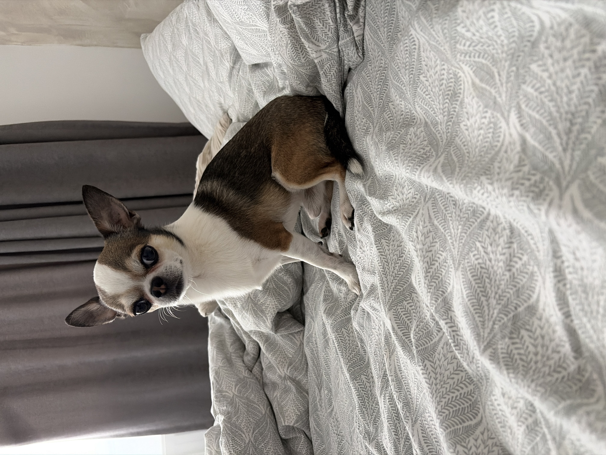 A small Chihuahua dog is captured in a high-angle shot, looking directly up at the camera while on a bed in Svetovrachene, Bulgaria. The dog features a distinctive coat pattern of white, brown, and dark grey patches, and has large, dark, expressive eyes and upright ears, conveying a curious and attentive demeanor.
The setting is an indoor space, likely a bedroom, with the dog positioned on a bed covered by a light grey and white patterned duvet or blanket. The bedding displays a subtle, repeating leaf or feather motif. In the background, a dark grey curtain or headboard extends horizontally, topped by a lighter wall section. The lighting is soft and ambient, characteristic of an indoor environment. The dog's body is partially obscured by the rumpled bedding, suggesting it is either standing or comfortably settled among the covers. No visible text is present in the image.