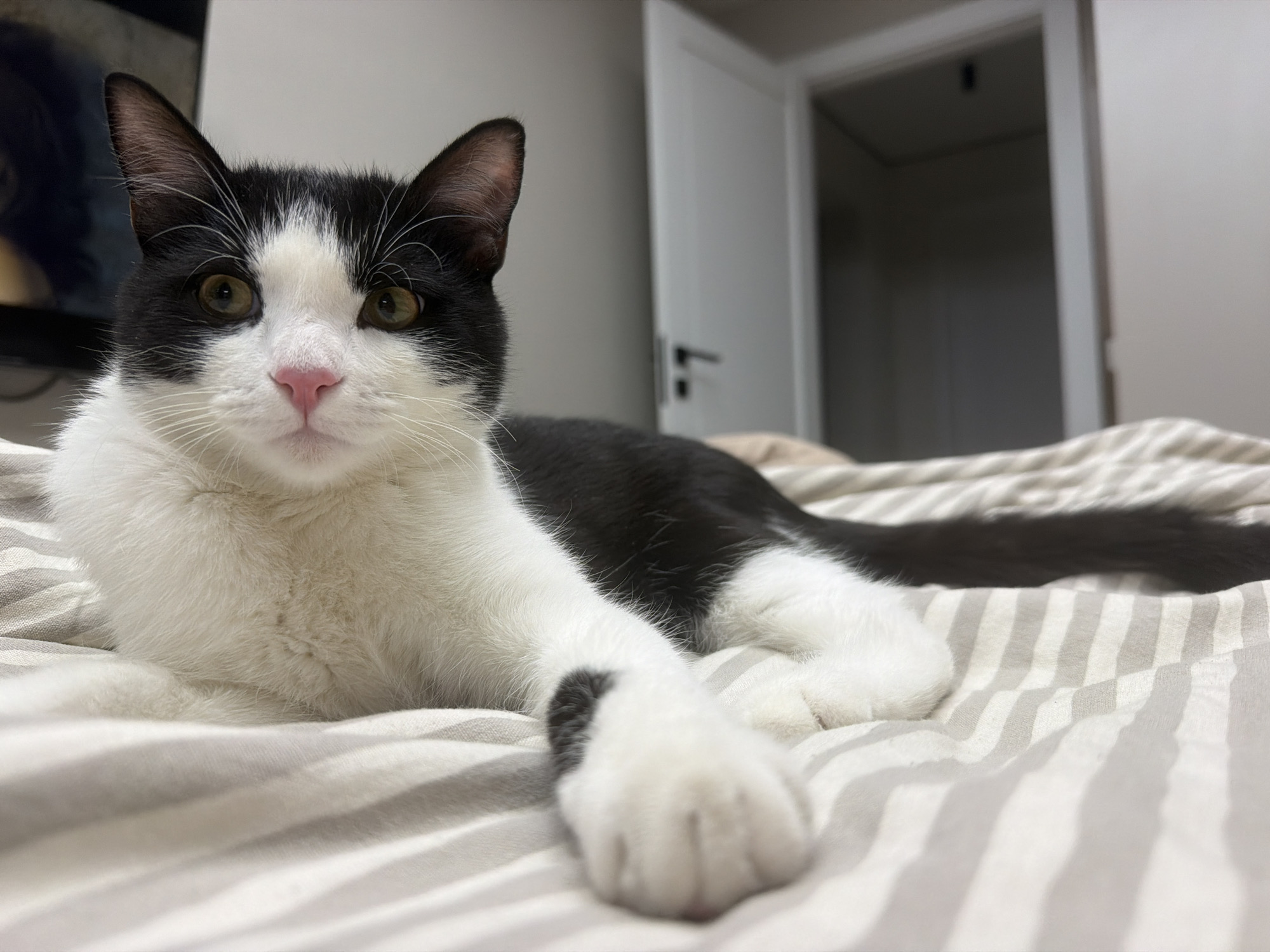 A black and white cat is lying on a bed with a striped comforter. The cat has a pink nose and is looking directly at the camera. The background includes a partially visible television and an open doorway. The location is unknown, and cannot be determined as Chaikovsky, Russia, based solely on the image.