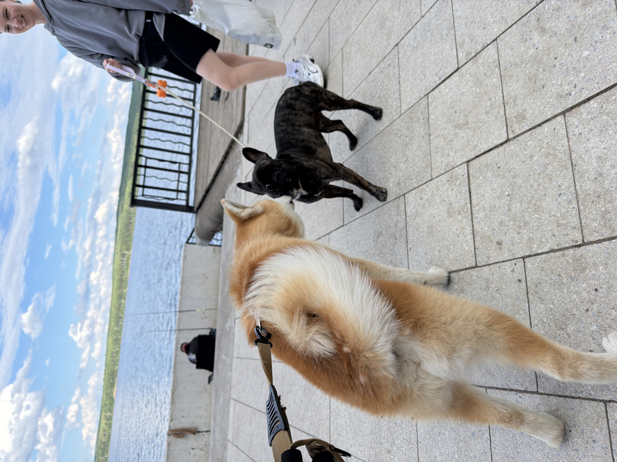 The media file shows a person and two dogs on a paved walkway next to a body of water. The person, partially visible from the upper body down, is wearing a grey hooded sweatshirt, black shorts, and white sneakers. They are holding a leash with a pink handle, attached to a dog.
The first dog, a brindle French Bulldog, is positioned in the middle ground, facing towards the viewer and slightly to the right. It is on the leash held by the person.
The second dog, a tan and white dog that appears to be a Shiba Inu or similar breed, is in the foreground, with its rear end and hind legs prominently displayed. This dog is also on a leash, with a tan harness visible.
The background reveals a body of water, likely a river or lake, with a railing and a grassy treeline in the distance. The sky is visible with white clouds against a blue backdrop. A person is seated further down the walkway near the water, appearing to be fishing.
The scene appears to be set outdoors during the daytime, with pleasant weather suggested by the sky. The overall mood seems casual and relaxed, indicative of a walk or outing. The location is identified as Chaikovsky, Russia. There is no visible text in the image.