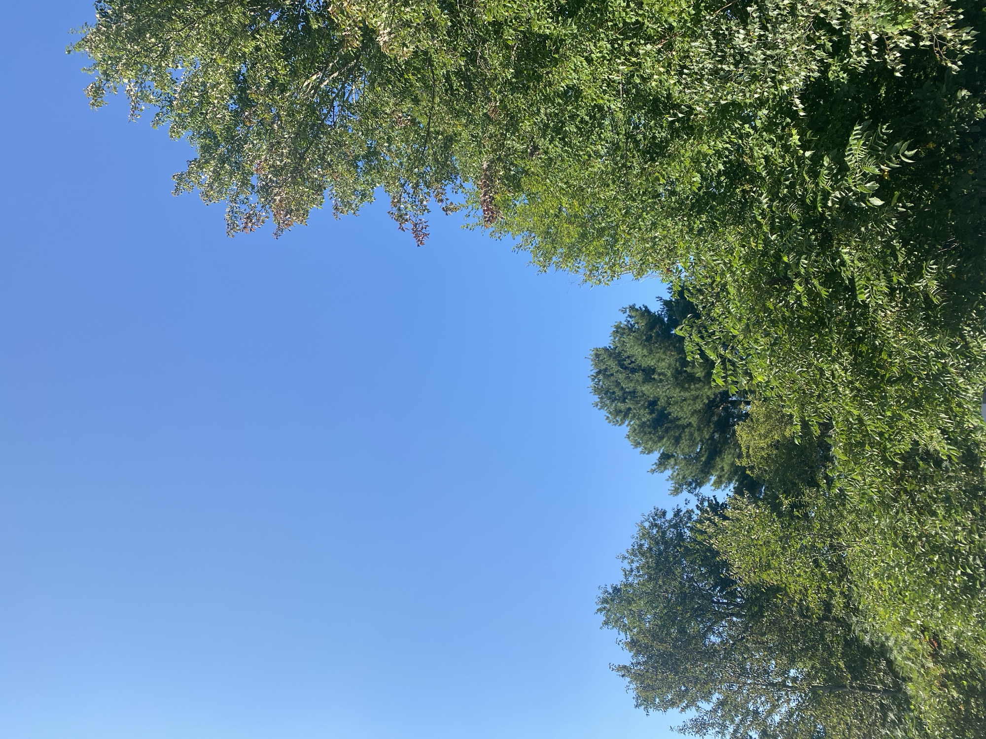 A bright, clear blue sky occupies the upper left portion of the frame, with the lower right filled with lush green foliage from several trees. The trees appear to be in a natural setting, possibly a park or a residential area. The foliage is dense and varied in texture, with some leaves showing hints of autumnal color. No people or man-made structures are visible.