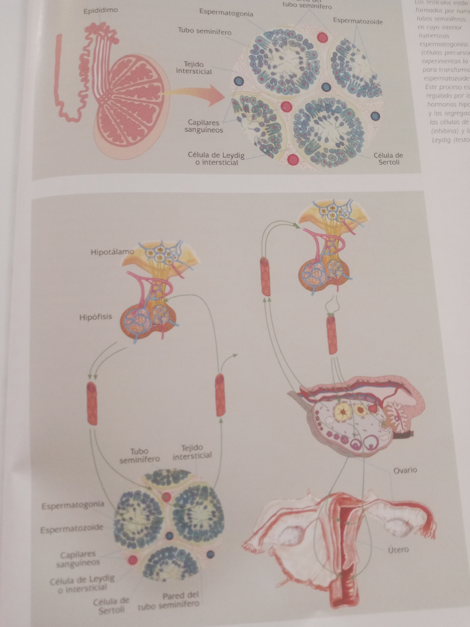 This is a diagram illustrating the human reproductive systems, likely from a biology textbook or educational material. The diagram is divided into two main sections.
The top section focuses on the male reproductive system. It shows a diagram of the testis, labeled with terms such as "Epididimo," "Tubo seminífero," "Espermatogonia," and "Espermatozoide." There's also a cross-section of seminiferous tubules and surrounding interstitial tissue, indicating the production of sperm and hormones. A small text block on the right, partially visible, discusses the structure and function of the testicles.
The bottom section illustrates the female reproductive system and the hormonal regulation of both male and female reproductive cycles. It depicts the hypothalamus and pituitary gland, labeled "Hipotalamo" and "Hipofisis," respectively, which regulate hormone release. Arrows show the communication pathways to the ovaries ("Ovario") and uterus ("Útero"). The diagram also includes a cross-section of the ovary showing developing follicles and a corpus luteum.
The overall scene is a clear, illustrative medical diagram with detailed anatomical labeling in Spanish. There are no people or specific environmental cues present, suggesting it's a static educational graphic. The colors are vibrant and the lines are precise, characteristic of scientific illustrations. The text is in Spanish, and the location context of "Santa Ana, Venezuela" is external information not derivable from the image itself.