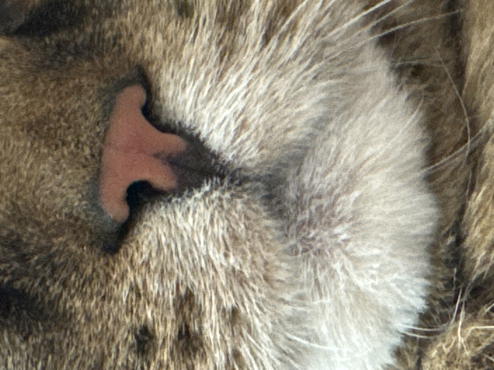 The image is a close-up, tightly cropped photograph of a cat's nose and surrounding fur. The cat's nose is a prominent pink color with dark delineations. The fur is a mixture of brown, tan, and white, with individual hairs visible. The background is entirely composed of the cat's fur, creating a textural focus on the animal's facial features. There are no environmental details visible that would indicate a specific location.