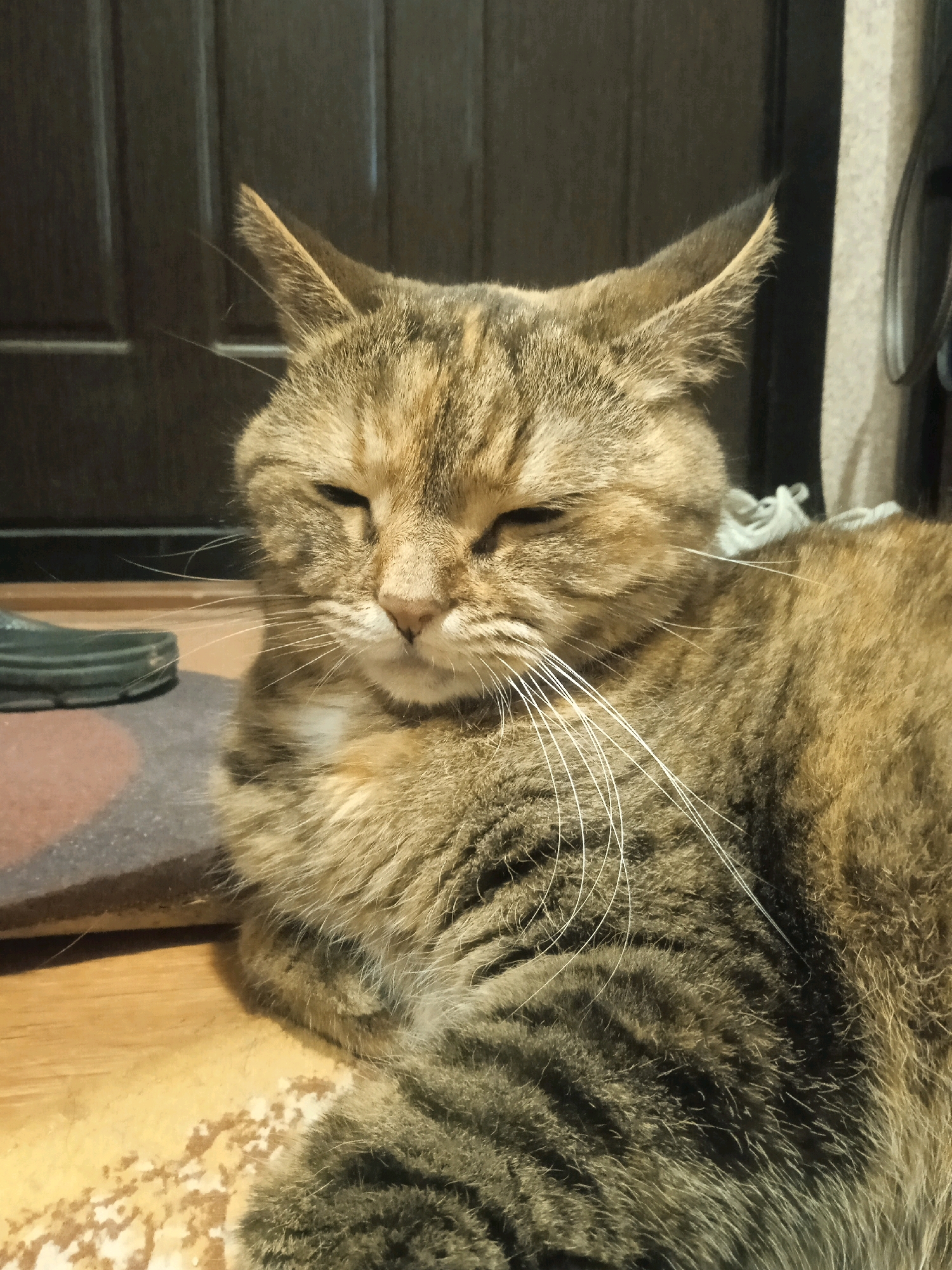 A medium shot shows a tabby cat with closed eyes, lying down on a wooden floor with some scattered white debris. The cat's fur is a mix of brown, black, and tan stripes. Its whiskers are prominent and white. In the background, a dark brown door with vertical paneling is visible, along with the edge of a green shoe and a circular mat. The scene appears to be indoors, potentially in a residential setting in Lida, Belarus.