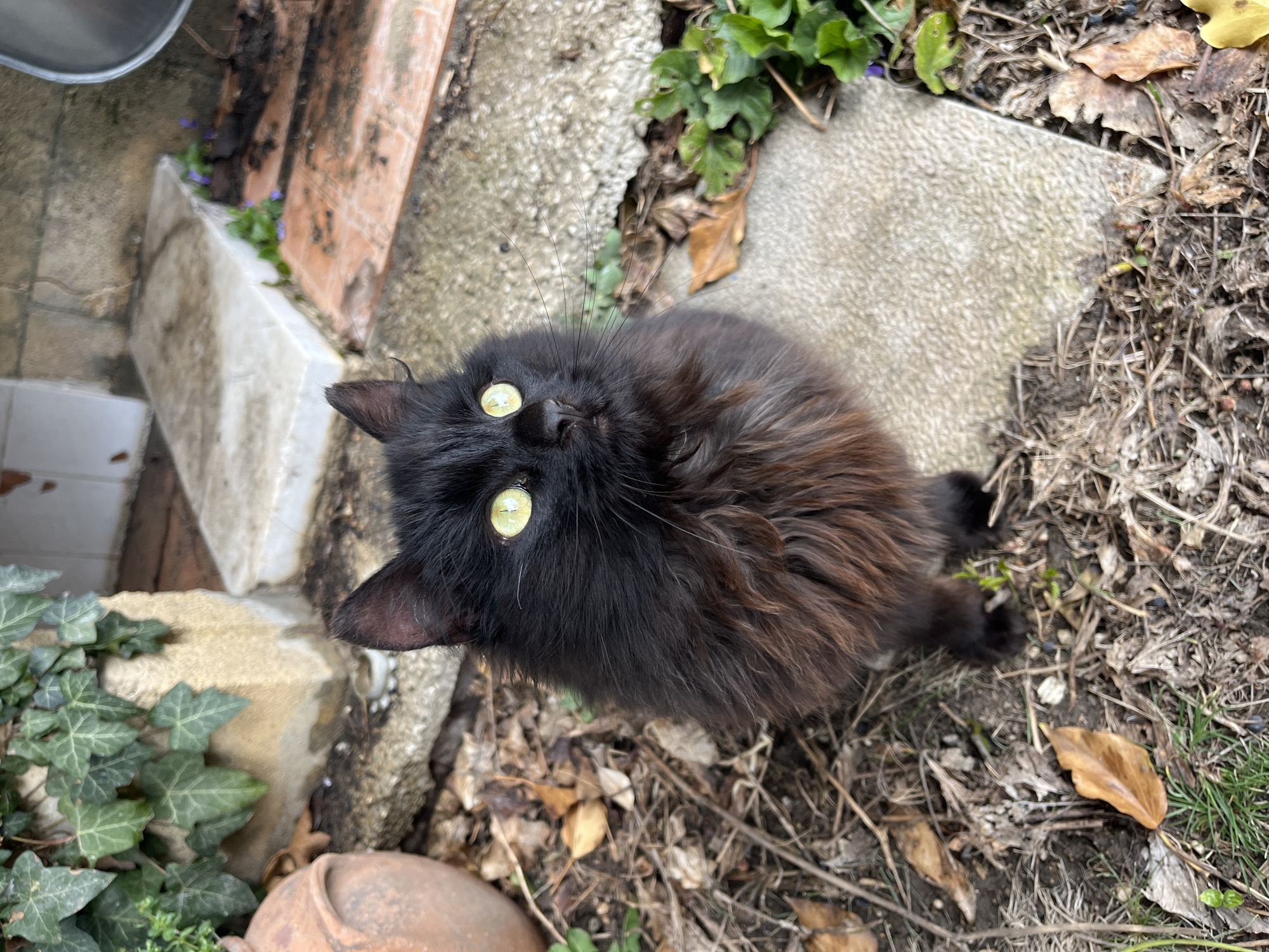 A long-haired domestic cat with black fur, transitioning to dark brown on its chest and lower body, is seated outdoors, looking upwards with bright yellow-green eyes and dilated pupils. The scene is located in the city of Varna, Bulgaria. The cat is positioned on a patch of ground covered with dry soil, dead leaves, and sparse green vegetation. To the cat's right, a textured grey concrete or stone slab is visible on the ground. In the background, a terracotta pot is partially visible on the left, adjacent to a concrete structure covered in green ivy. Further right, a series of uneven light-colored concrete or stone steps lead upwards, bordered by reddish-brown tiling from which small purple flowers grow. A metallic object, possibly a bucket, is partially visible in the upper right background.