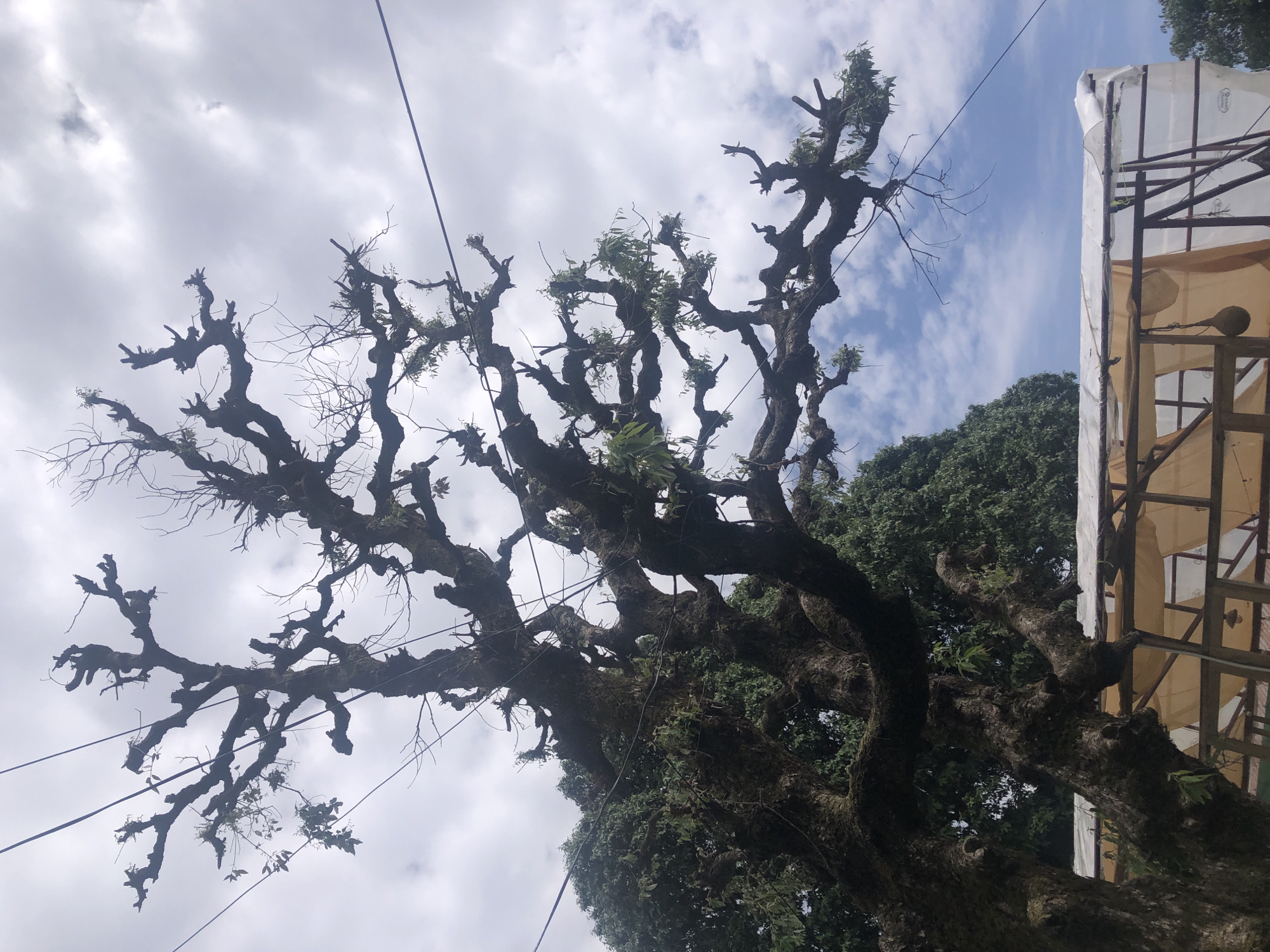 The image depicts a large, old tree with gnarled, twisting branches, partially bare with some sparse foliage. The bark is dark and appears weathered, with patches of moss or lichen. Several electrical wires run through the tree's branches. The sky is visible in the background, showing a mix of blue sky and scattered clouds. A structure covered with plastic or light-colored fabric is partially visible on the right side. The image was taken in Bhagsu, India.