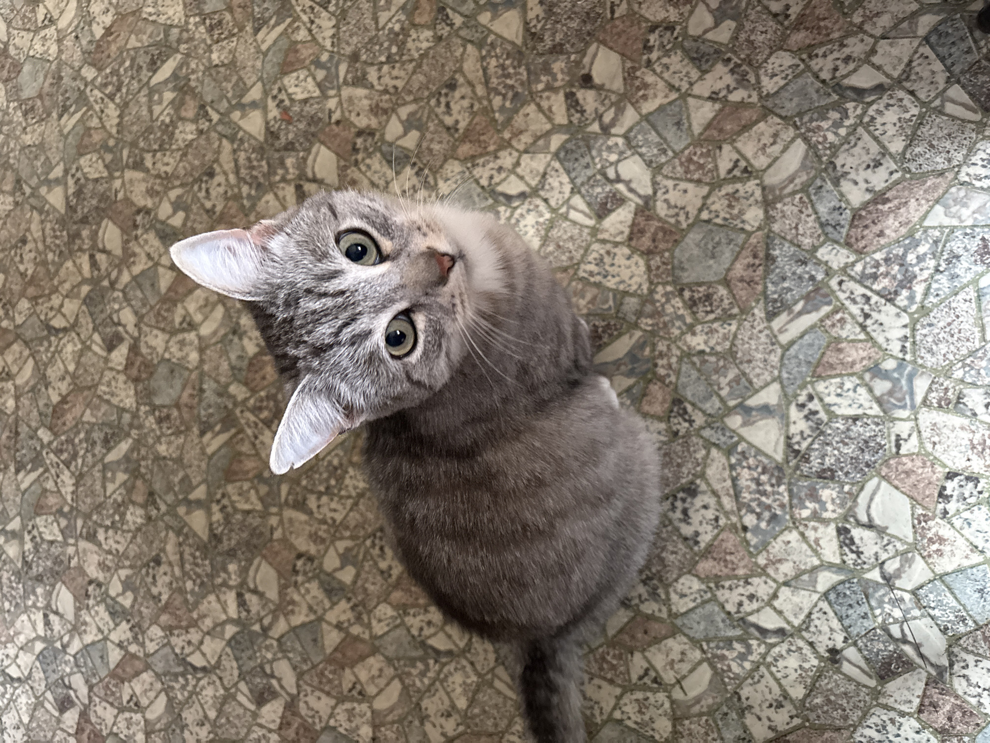 An overhead shot captures a grey tabby cat with striking green eyes looking directly up at the camera. The cat is seated on a floor covered in a mosaic of irregularly shaped tiles in shades of beige, brown, grey, and white, with visible grout lines. The cat's fur is finely striped, and its ears are pointed upwards. Its tail, also grey and striped, is visible extending downwards from its body. The lighting suggests it is daytime, possibly indoors, given the indoor flooring. The cat's gaze is alert and curious, conveying a sense of engagement with the viewer. There is no visible text in the image.