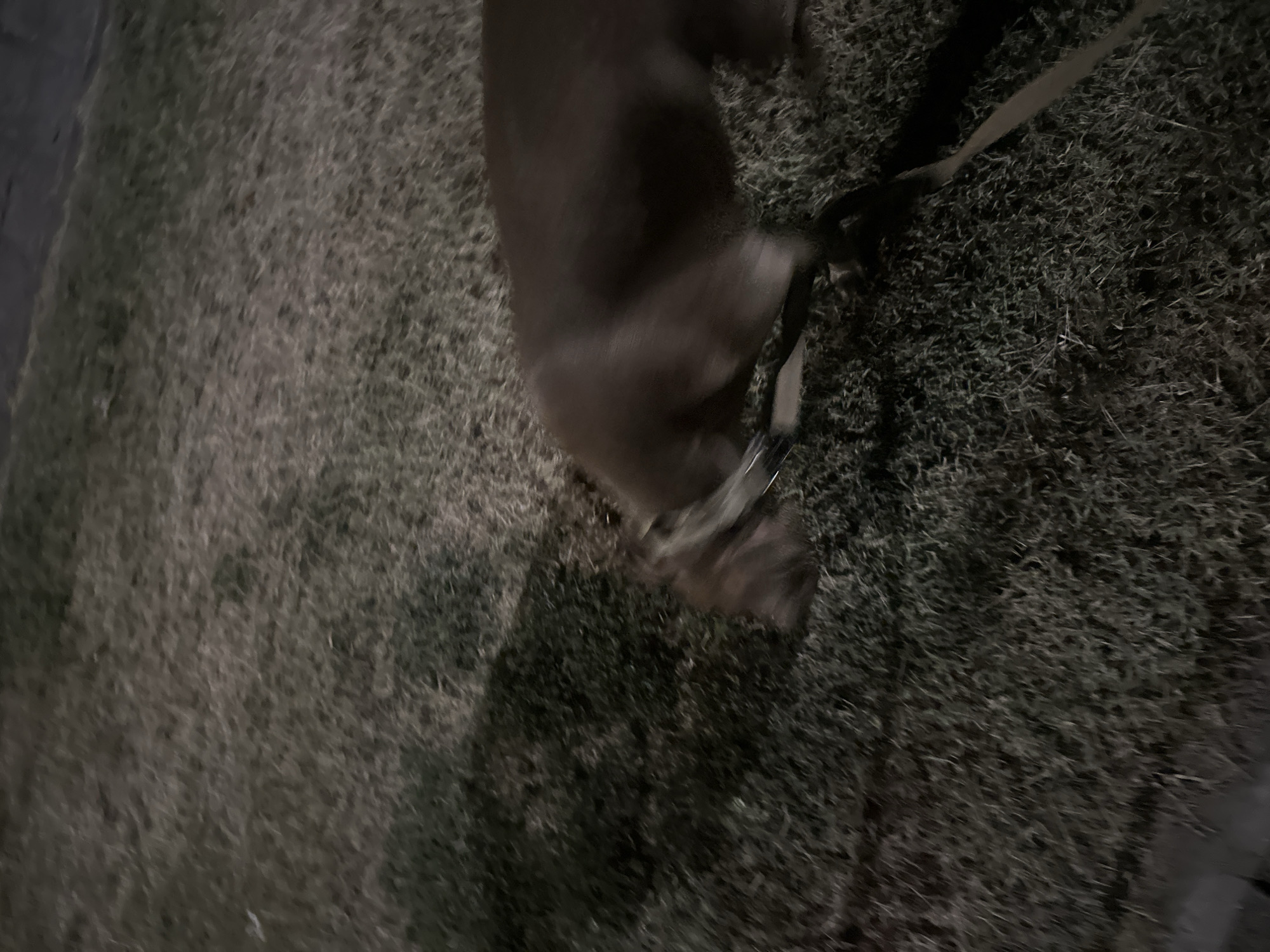 An adult, medium-sized dog, possibly a pitbull mix or similar breed, with brown fur, is walking across a patch of dry, brown grass. The dog is wearing a collar and a leash, which is being held by an unseen individual. The scene appears to be outdoors, possibly in a park or residential area, with a shadow cast across the grass from the dog and its handler. The lighting suggests it is either dusk or night. The location is identified as Malevo, Bulgaria. The overall impression is one of a routine walk in a somewhat unkempt outdoor environment.