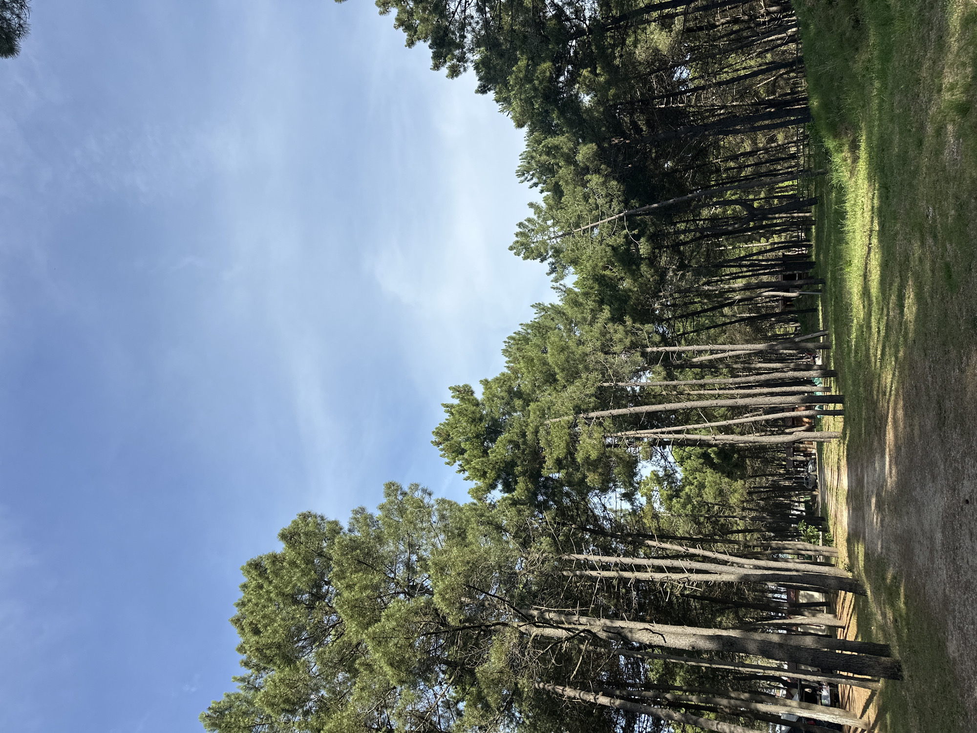The image shows a forest in Donji Štoj, Montenegro. The trees are tall and thin, with green foliage. The sky is blue with some clouds. There is a dirt path visible on the right side of the image. The trees appear to be pine trees. There is grass growing beside the dirt path. In the distance there are benches.