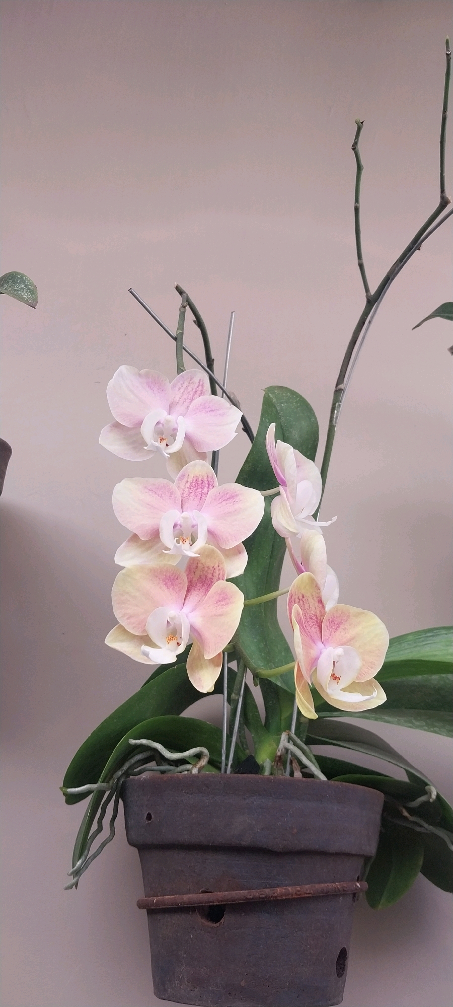 An indoor close-up of a potted orchid plant with delicate pink and white flowers is shown against a plain, light beige wall. The orchid has several blooms, with some fully open and others appearing as buds or partially opened. The flowers have intricate petal structures and subtle pink veining. The plant has broad, green leaves and exposed aerial roots visible at the top of the dark, textured pot. The pot is made of a rustic material, possibly clay or a similar composite, and has a worn, aged appearance. A thin, rusted metal band encircles the upper portion of the pot. The background is a uniformly colored wall, suggesting an indoor setting. The lighting appears soft and diffused, highlighting the natural beauty of the flowers. There are no people or animals visible in the image. The scene is static and presents a still-life composition of the orchid plant. The image does not provide any information to suggest a specific location within the city of Kloncing, Indonesia.