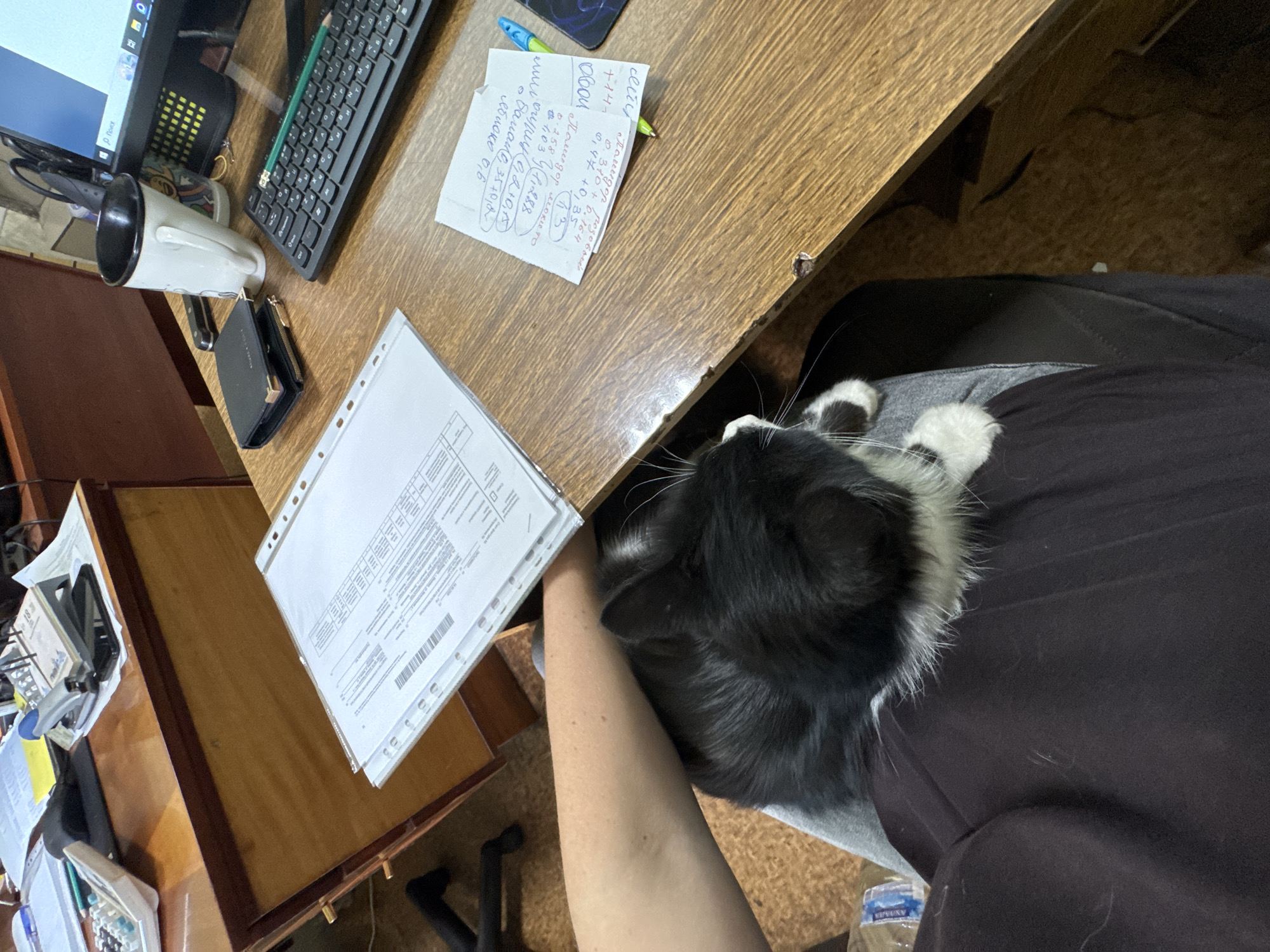 This media file shows a close-up, overhead view of a desk with various objects and a cat. The desk surface is made of wood and appears to be in a home or office setting. On the desk, there is a black keyboard with a green pencil resting on it, a white mug, a small black wallet, and a stack of papers in a plastic sleeve. There are also some handwritten notes on small pieces of paper, with some text legible in Russian, including numbers and names.
The main subject, aside from the desk items, is a black and white cat that is lying on the person's lap, partially obscuring the view of the desk. The cat's head is resting on the person's arm, and its paws are visible. The person's arm is also visible, resting on the desk. The overall impression is one of a casual moment, possibly during work or study, where the cat is seeking attention or comfort. The lighting suggests it might be daytime, but no specific time is discernible. The setting appears to be indoors. Some fur is visible on the person's clothing, indicating the presence of the cat. The text on the papers and notes includes what appear to be calculations or lists.