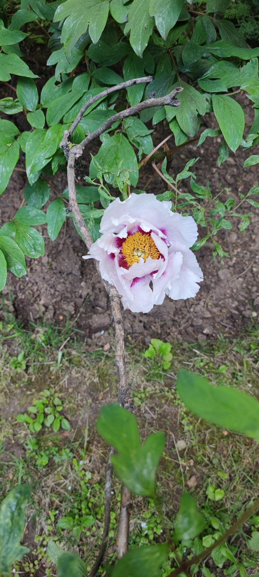 The image shows a single white and purple flower, likely a peony, with a yellow center, supported by a thin, bare branch in a garden setting. The plant is surrounded by green leaves. The ground consists of soil and various small plants, and there's some sparse grass. There's no indication of people or specific interactions. The location is not indicated in the image.