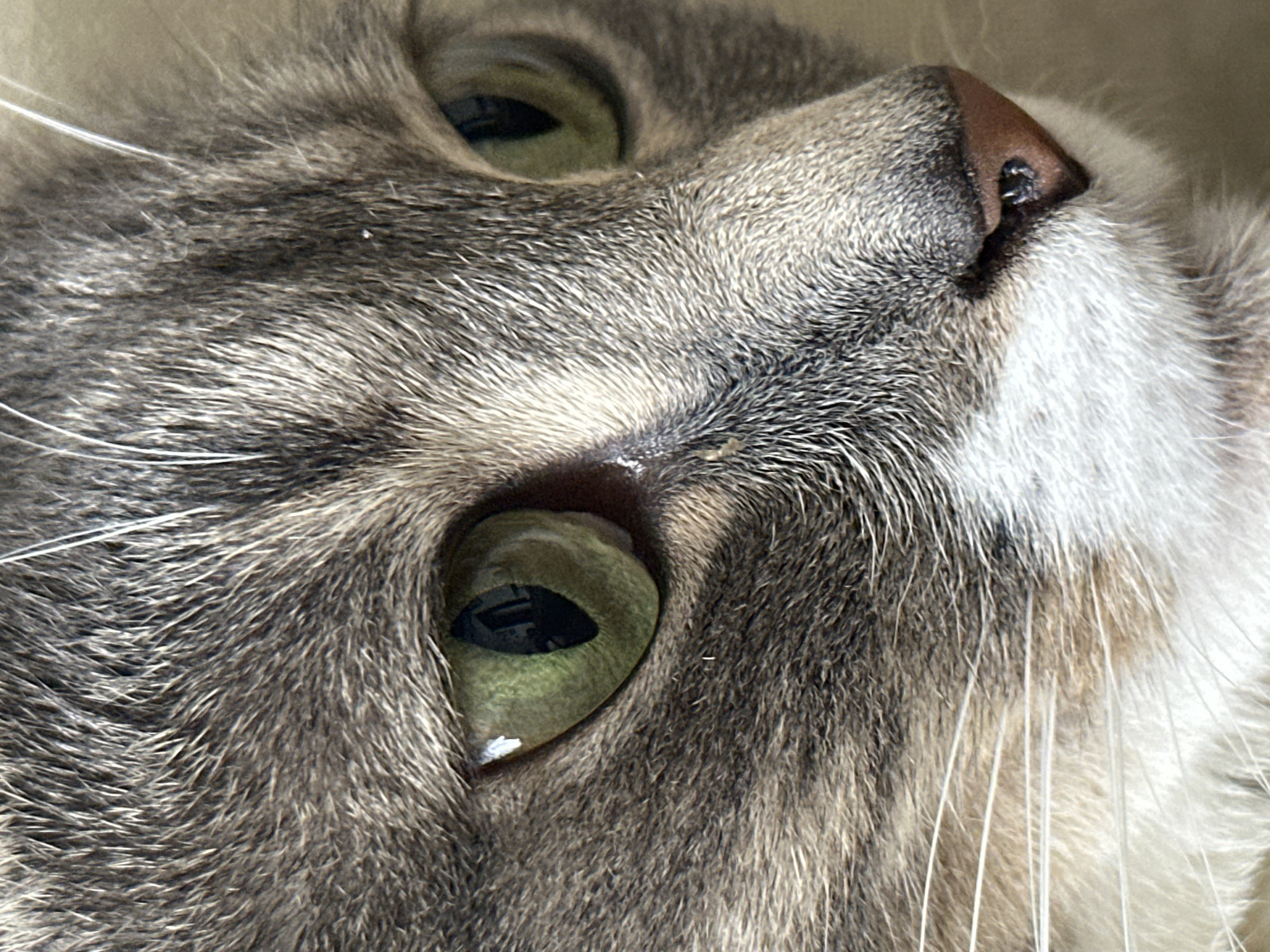 This is a close-up, eye-level photograph of a cat's face, focusing on its right eye and nose. The cat has grey, brown, and white fur, with distinct tabby markings around its eye. The iris of the visible eye is a vibrant green, with the pupil appearing as a dark vertical slit. The cat's nose is a dark brown color. The background is out of focus and appears to be a neutral, light-colored surface. No location information is available.