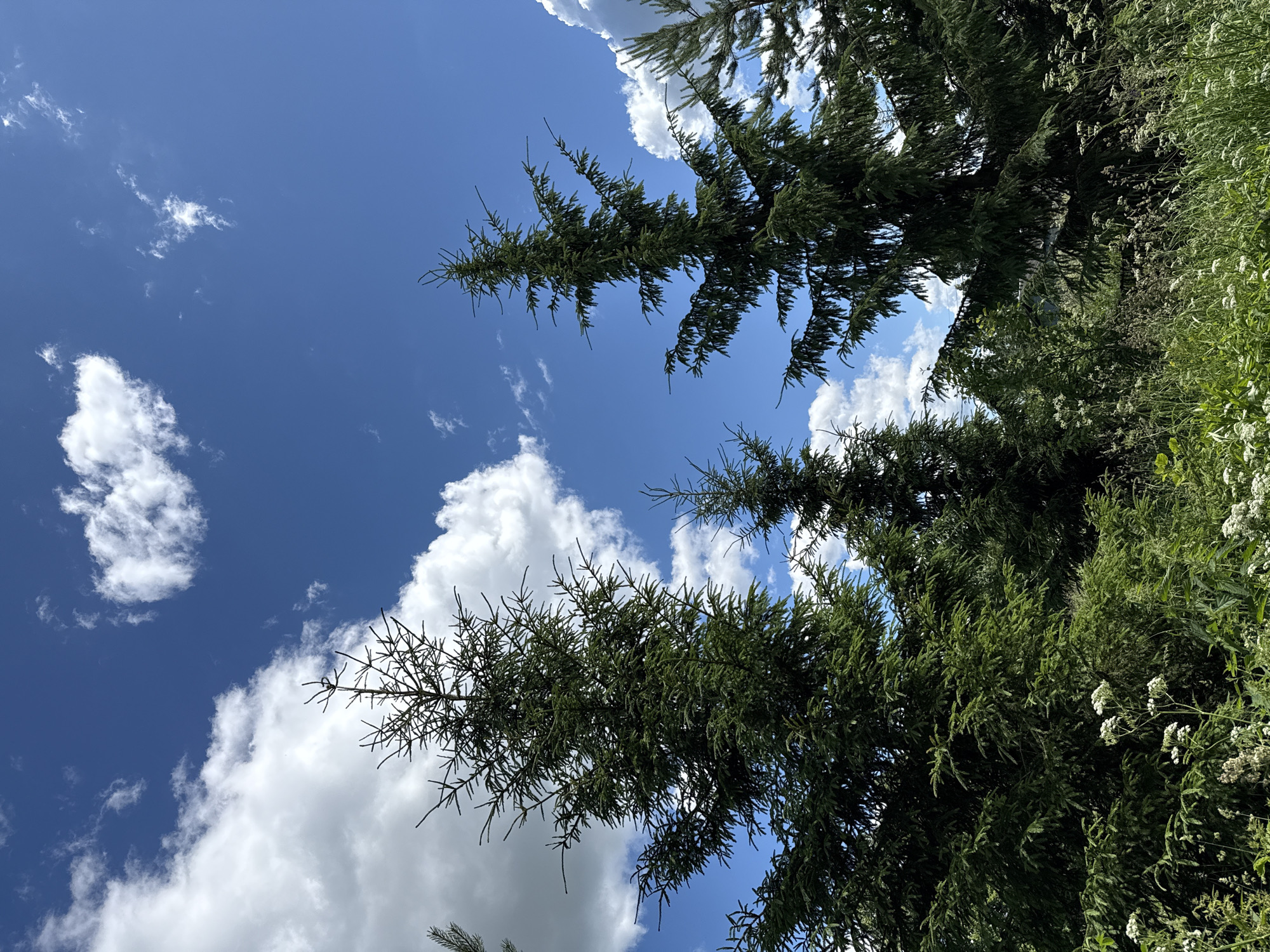 In Tatishchevo, Russia, a group of evergreen trees stands tall against a vibrant blue sky dotted with fluffy white clouds. The trees are lush and green, with branches reaching upwards towards the sky. In the foreground, wildflowers and tall grasses create a verdant carpet. The scene captures the natural beauty of the Russian landscape on a clear day.