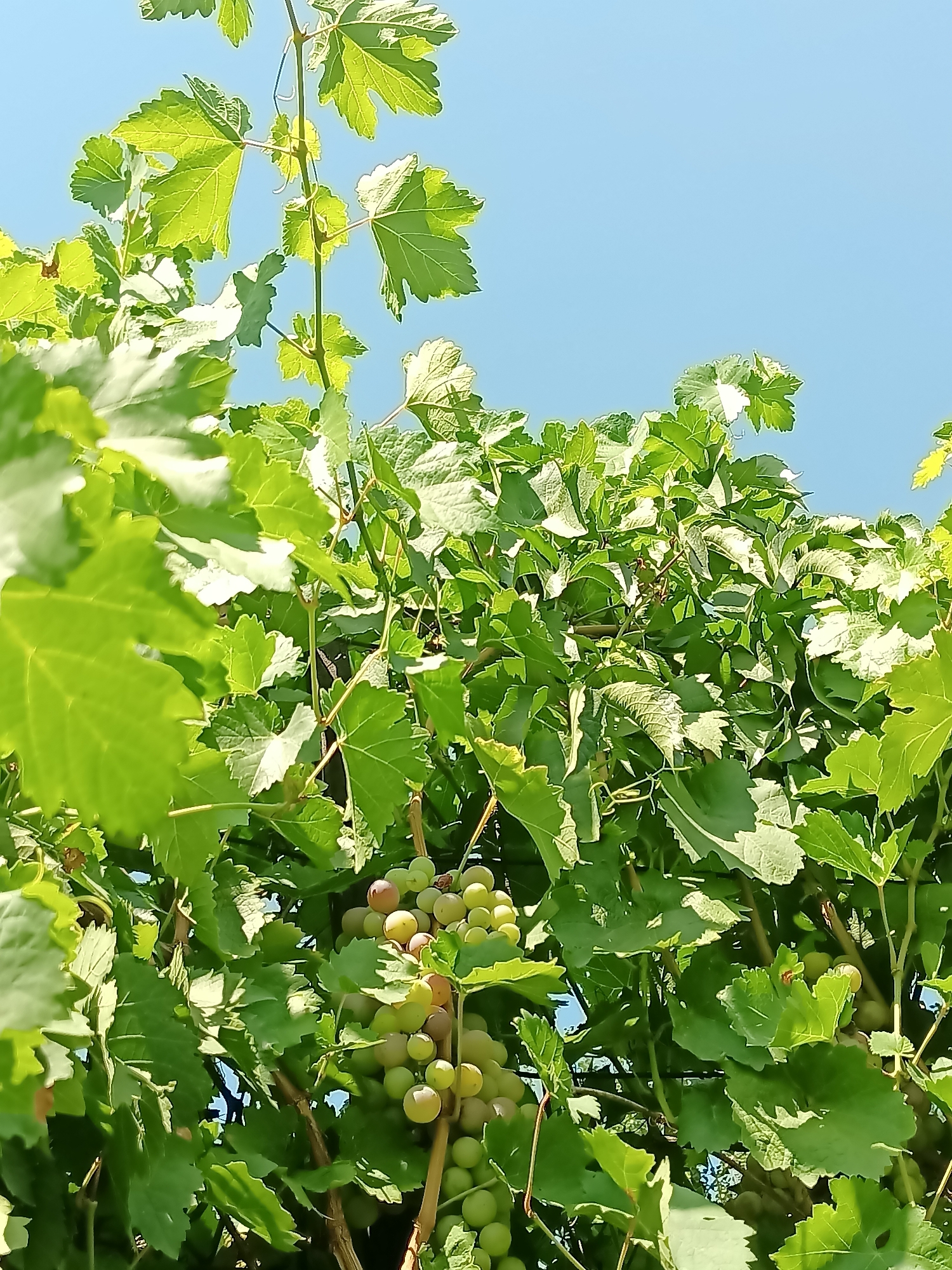 A cluster of green and reddish-brown grapes hangs from a vine, surrounded by lush green leaves, against a bright blue sky. The scene is illuminated by sunlight, casting shadows and highlighting the textures of the leaves and grapes. The perspective is from below, looking up at the vine. There are no people or animals visible in the image. The environment appears to be a vineyard or garden. It is not possible to determine the specific location in Almaty, Kazakhstan from the image alone.
