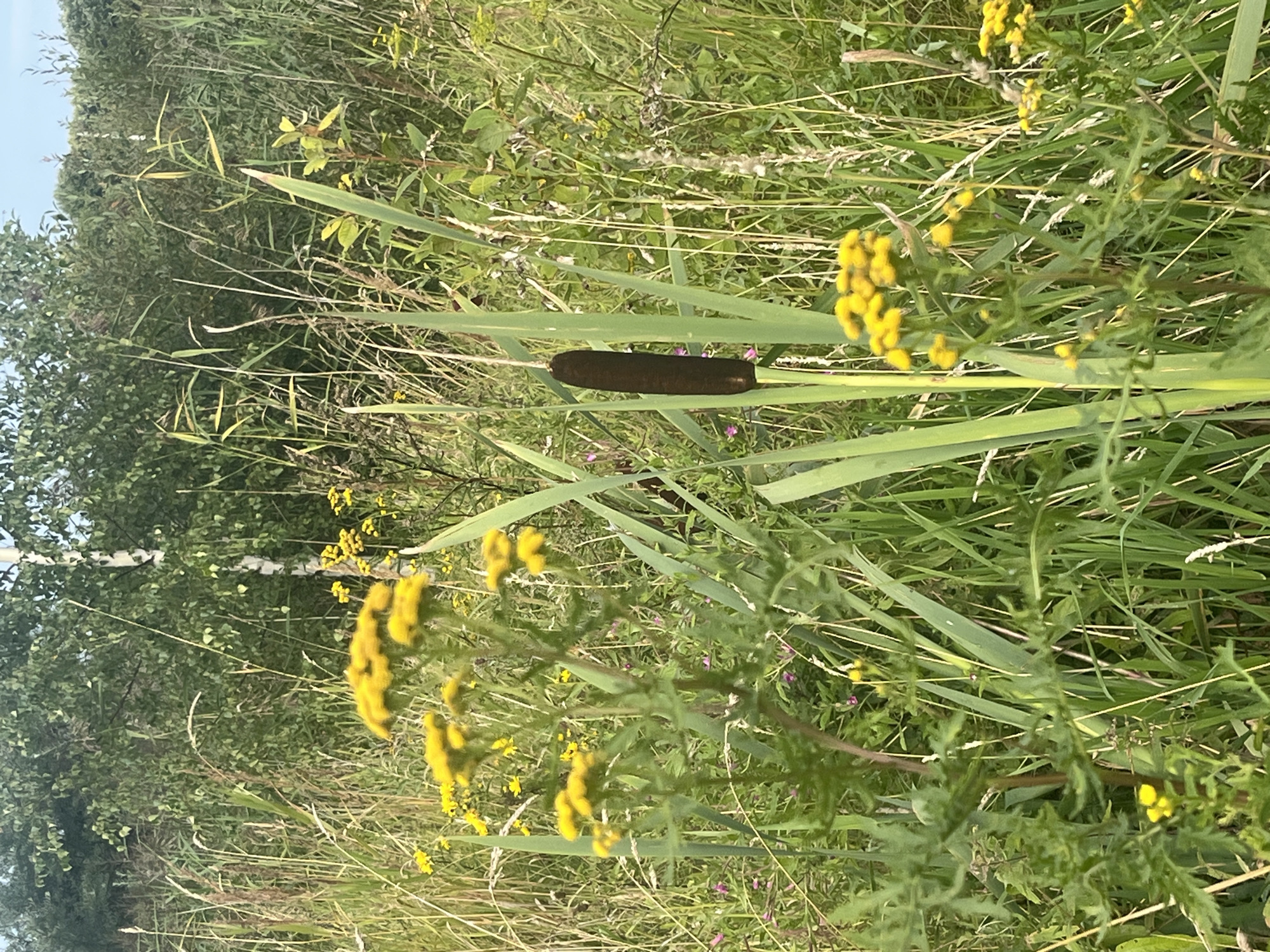 A close-up, eye-level shot showcases a natural, overgrown scene in Vladimirovka, Russia. The foreground is dominated by various green reeds and grasses, with several clusters of small, yellow, button-like flowers scattered throughout. To the right, a single, dark brown cattail stands upright amidst the greenery. In the middle ground, a taller plant with distinctive fern-like green leaves and more yellow flowers is prominent. The background consists of a dense thicket of green trees and foliage, with a hint of a birch tree trunk visible among them. The sky is a pale, hazy blue, suggesting daylight. There are no people or animals in the frame. The environment appears to be a wetland or marshy area with lush vegetation.