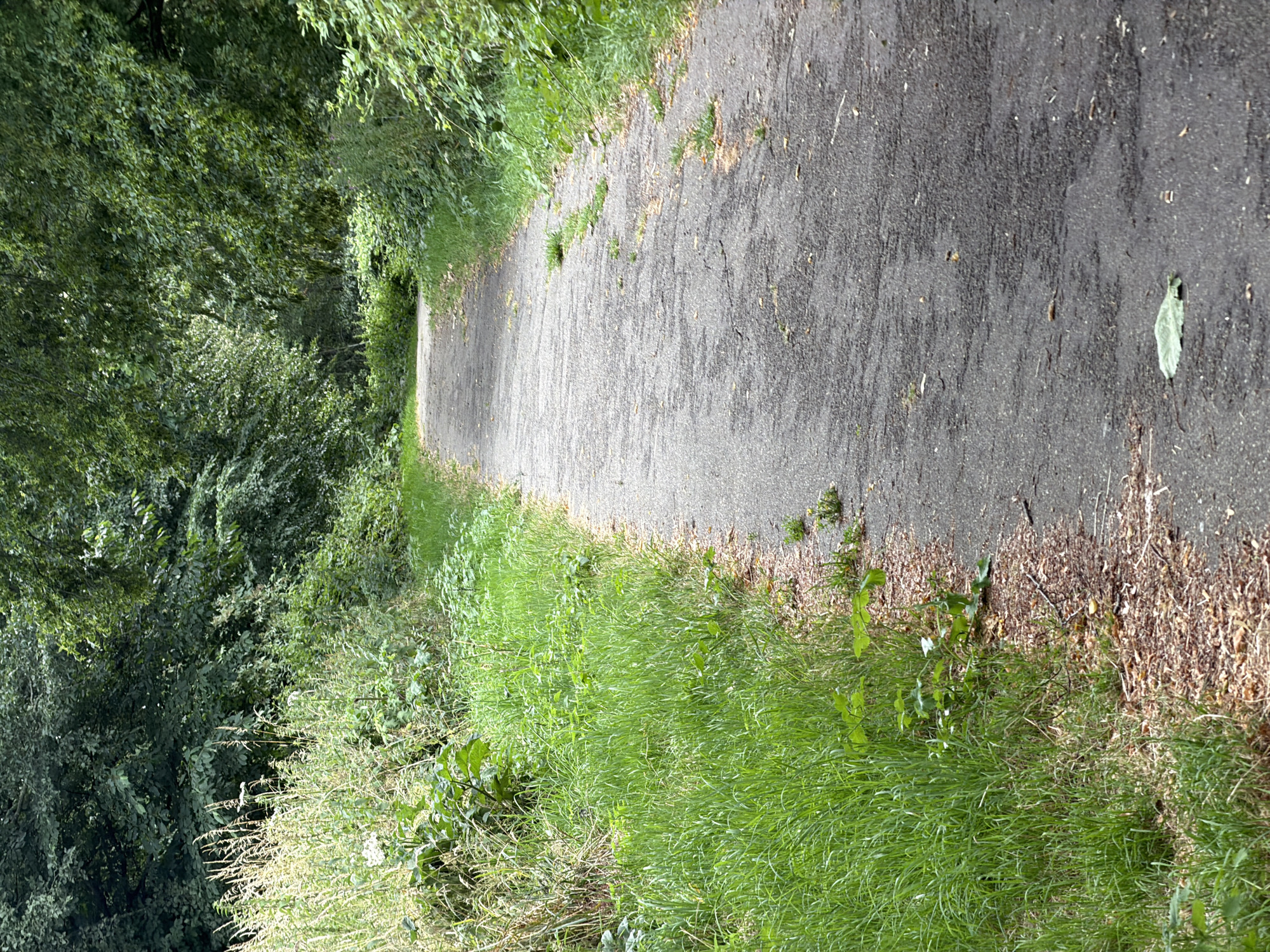 The image shows a paved path winding through a lush green environment, likely a park or nature area in Rijswijk, Netherlands. Tall grass and dense foliage line both sides of the path. The path itself appears to be asphalt and shows some signs of wear and tear, with small patches of grass growing through cracks. The trees in the background are full of dark green leaves, suggesting it is summer or late spring. No people or animals are visible in the scene. The overall impression is one of a tranquil, natural setting within an urban or suburban area.