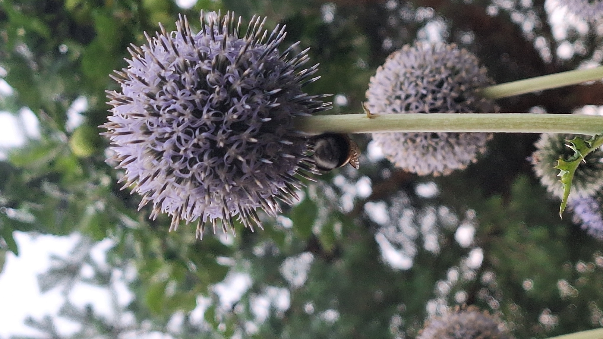 This is a close-up, vertical, outdoor, nature photograph of a bee on a globe thistle flower. The flower is spherical with many small, spiky petals in a pale purple color. The bee is dark and fuzzy, clinging to the side of the flower, facing downwards. A light green stem supports the flower. In the background, blurred green foliage and white bokeh lights suggest a garden setting. The image does not provide information about its location in a city in Latvia.