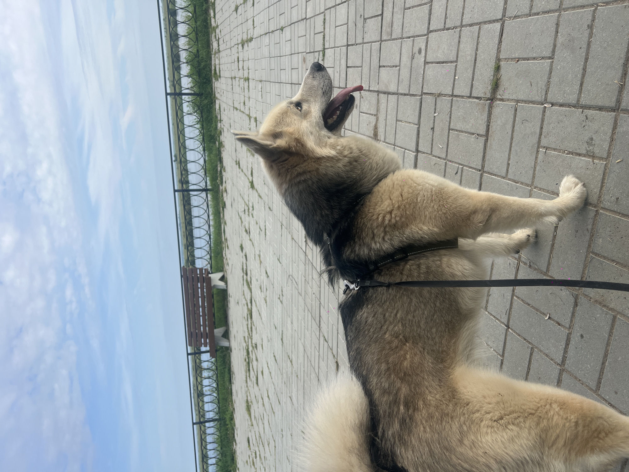 The image shows a husky-type dog standing on a paved walkway next to a body of water. The dog is facing to the right with its mouth open and tongue out. It is wearing a black harness and leash. In the background, there is a metal fence, a wooden bench, and a large body of water under a blue sky with scattered clouds. The walkway is made of gray rectangular pavers. This scene is consistent with a park or waterfront area in the city of Mezhdurechenskiy, Russia.