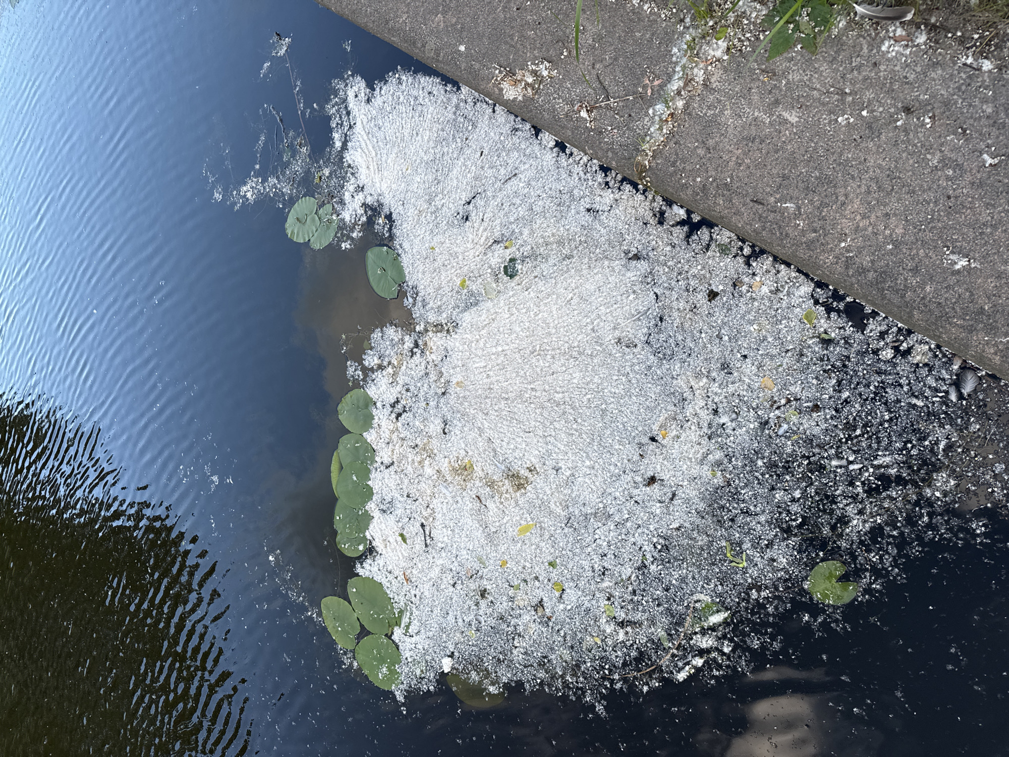 A close-up, high-angle shot shows a body of dark water, likely a canal or river in Saint Petersburg, Russia. The water is disturbed with ripples, reflecting a light sky. Floating on the surface is a large accumulation of white, frothy debris, resembling foam or cotton, spread in a fan shape. Several green lily pads are visible amongst the white debris, some fully submerged, others partially floating. Along the right edge of the frame, a concrete embankment runs diagonally, also dusted with some of the white debris and scattered leaves and twigs. The scene appears to be an urban waterway, potentially experiencing some form of pollution or natural organic buildup. There are no people or animals visible in the image.