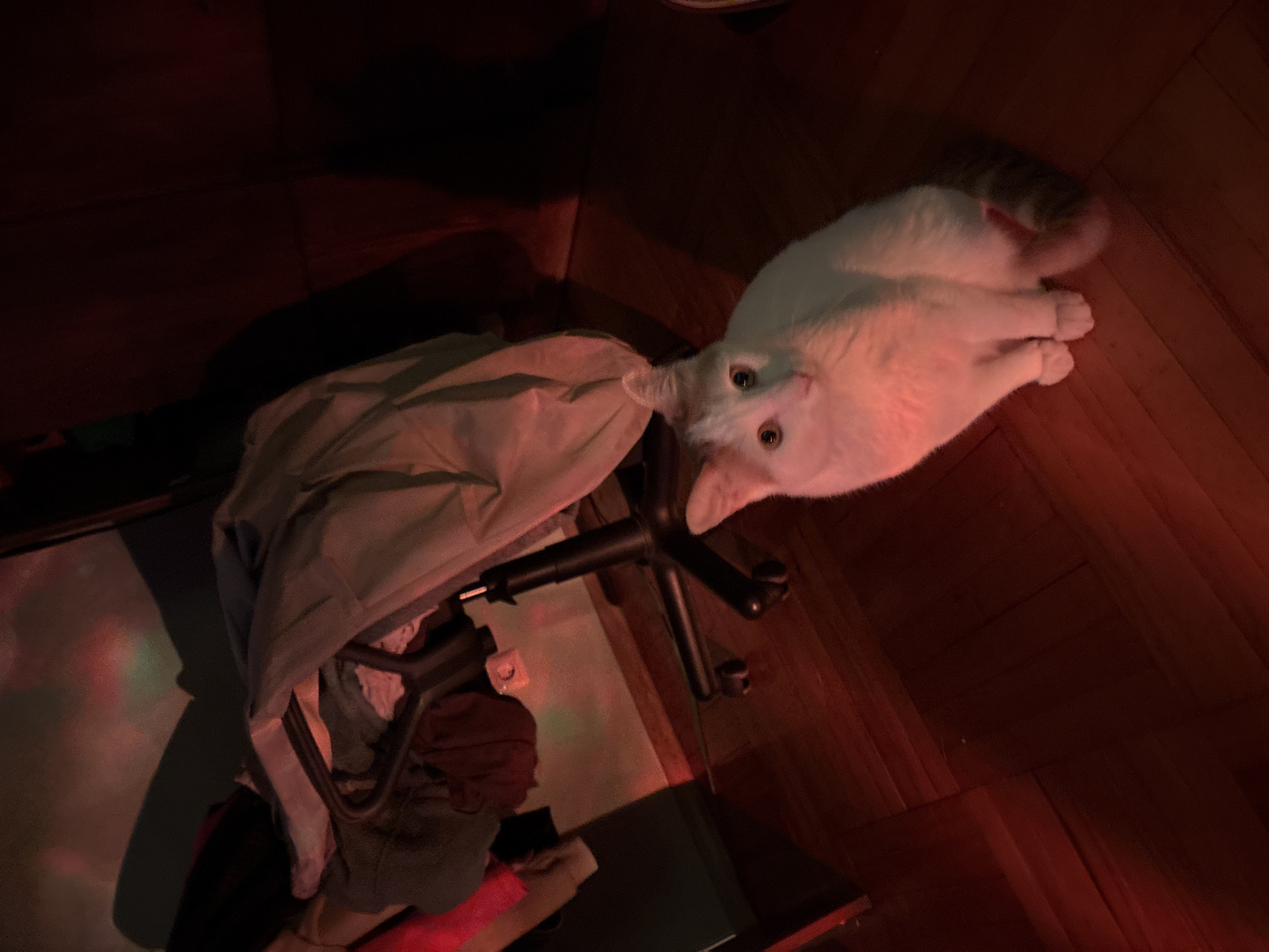 The image depicts a domestic cat, primarily white with some orange markings, sitting on a wooden floor. The cat is looking directly at the camera with wide, attentive eyes. The scene is dimly lit with red and pinkish lighting, creating colored shadows and highlights on the cat and surrounding objects. Behind the cat, a chair with clothes draped over it is visible. The overall impression is of an indoor setting, possibly a home, in the city of Sinyavino, Russia, with the colored lighting suggesting a decorative or ambient light source.