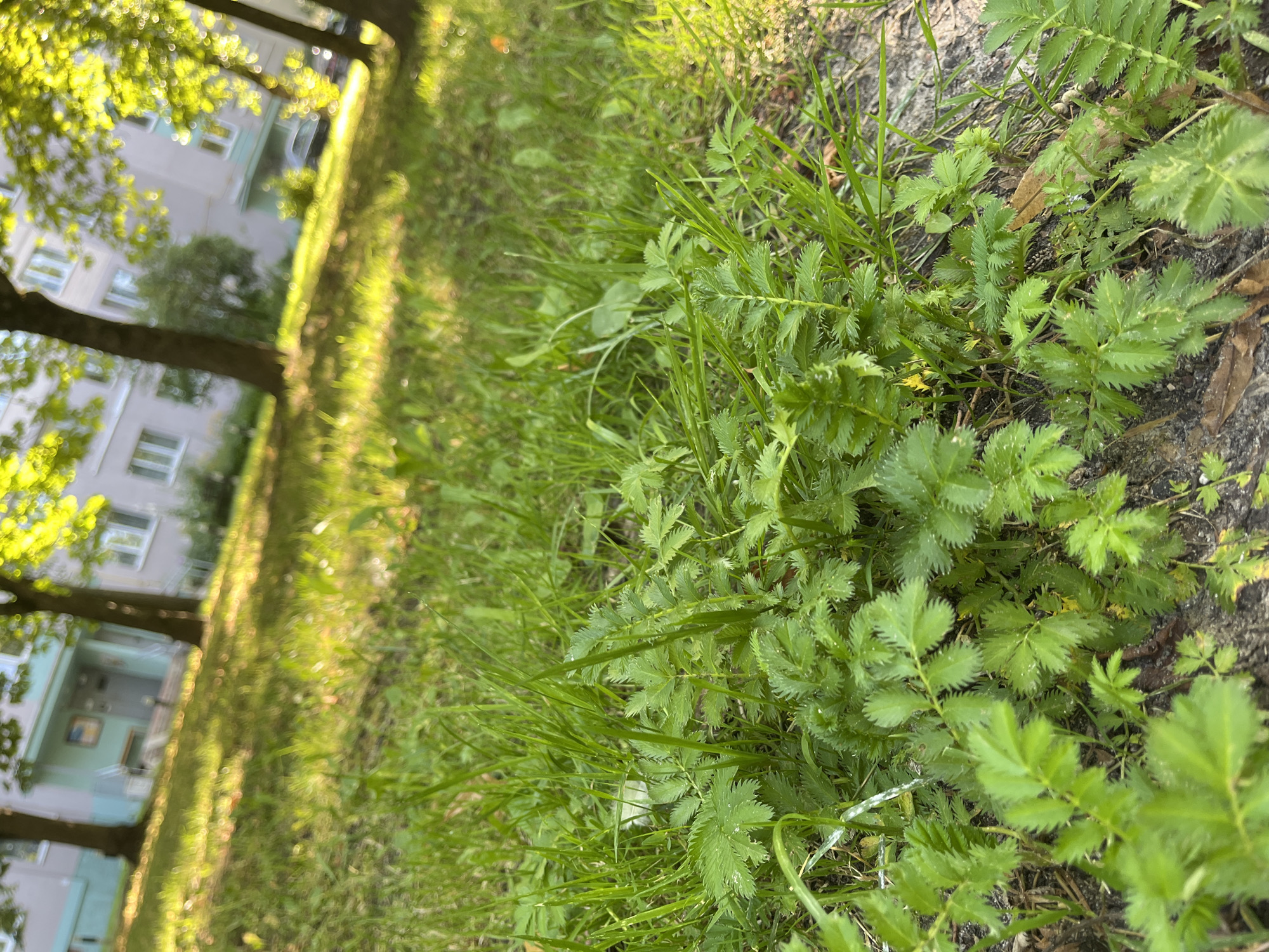 The image depicts a close-up view of lush green grass and low-lying plants in a park-like setting. Sunlight filters through the trees, creating dappled patterns on the ground. In the background, a multi-story apartment building with light-colored walls and numerous windows is visible, partially obscured by trees. A parked car can be seen near the building. The scene appears to be an outdoor residential area within the city of Minsk, Belarus.