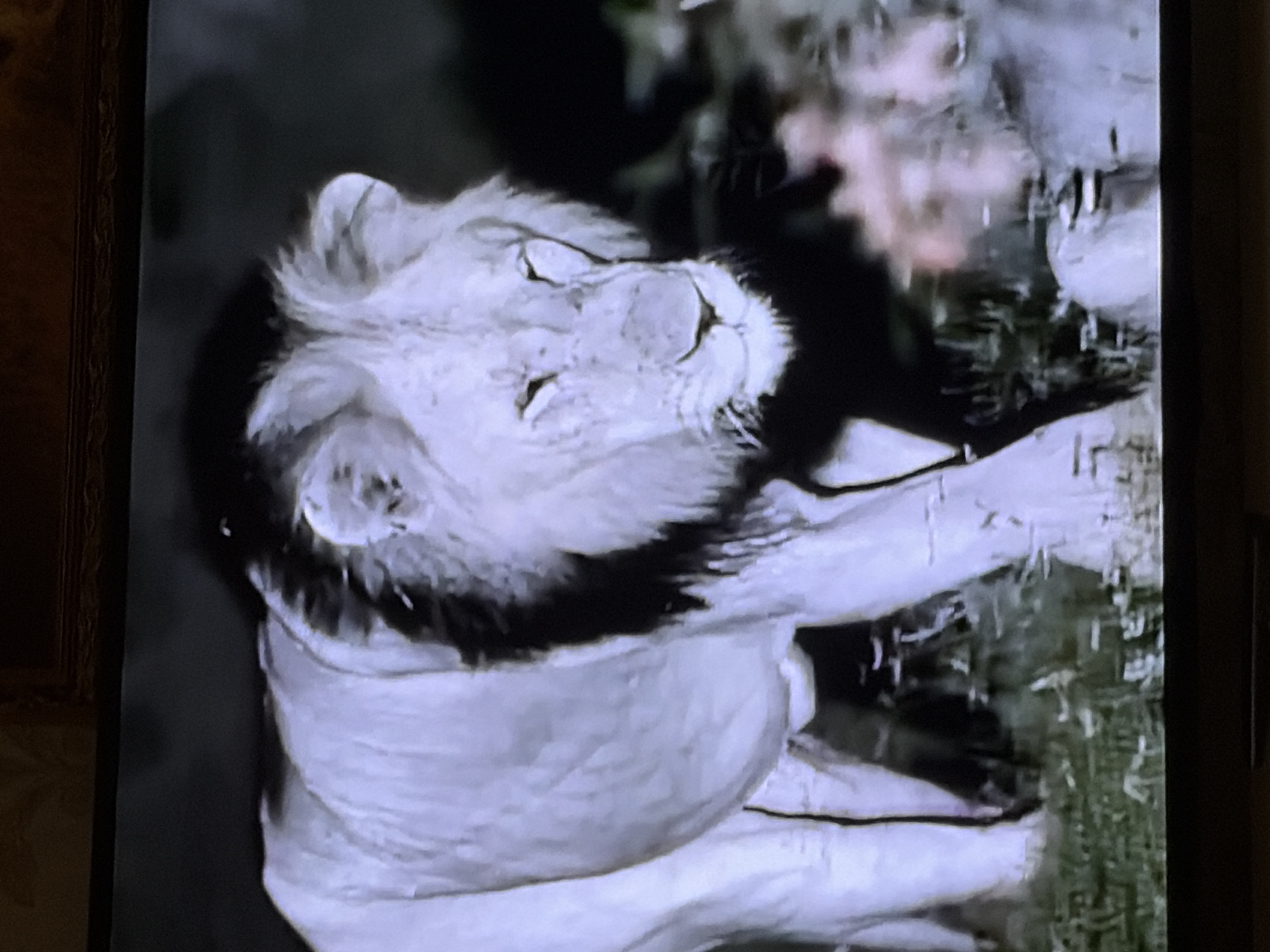 A black and white video captures a close-up of a lion. The lion appears to be lying down, with its head resting on a surface. Its eyes are closed, suggesting it is resting or sleeping. The lion has a prominent mane, which frames its face. The background is dark and somewhat out of focus, with hints of green foliage, possibly indicating an outdoor setting like a savanna or zoo enclosure. The lighting is dim, consistent with low light conditions or a black and white film aesthetic. The image quality is grainy, suggesting it may be an older recording. No people, text, or specific weather conditions are visible. The location context of Tambov, Russia, provides a geographical marker but is not visually evident within the frame itself.