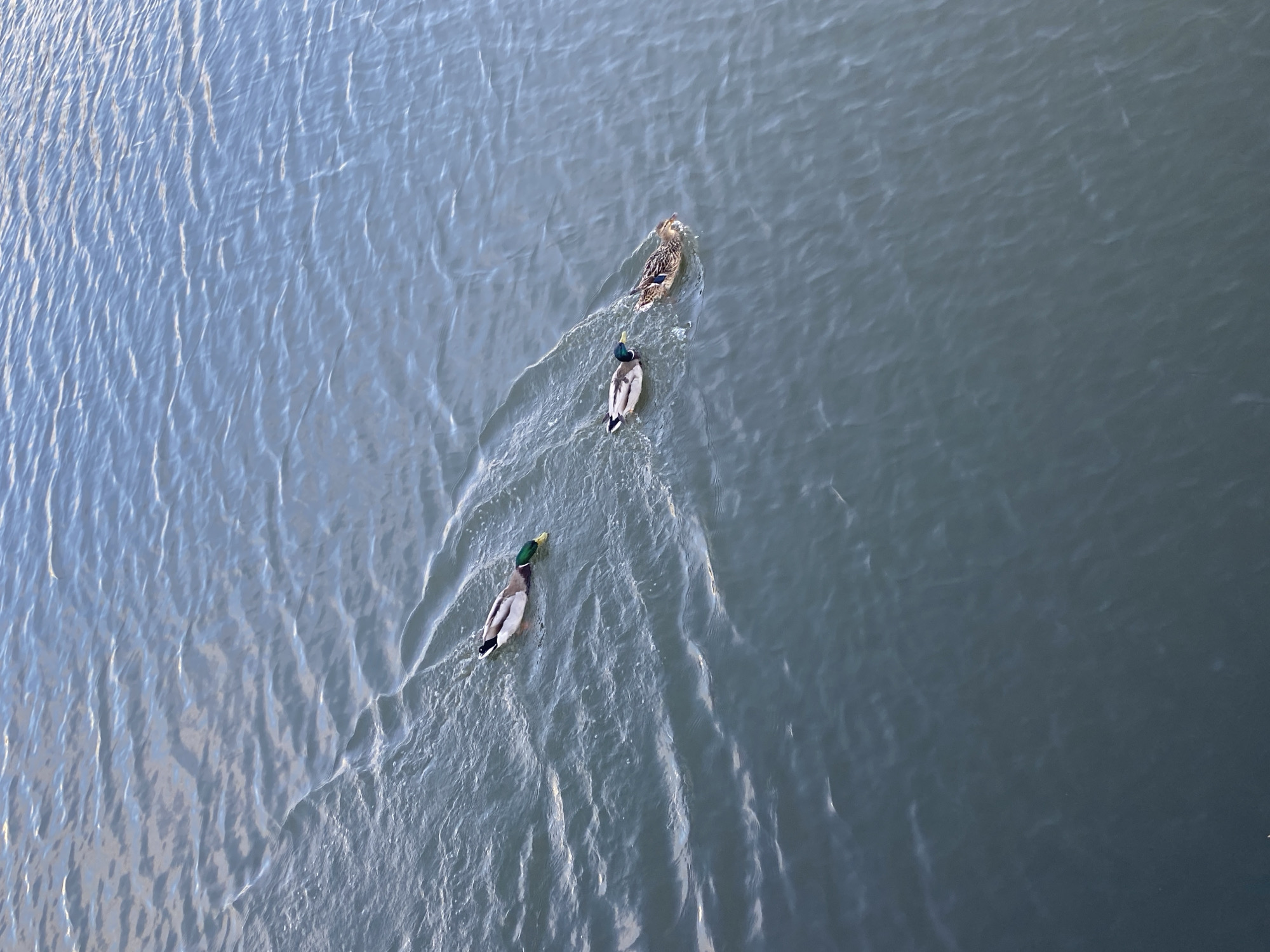 The image is an aerial shot of three ducks swimming in water. The ducks are aligned in a row. The water has ripples. The location is unknown.