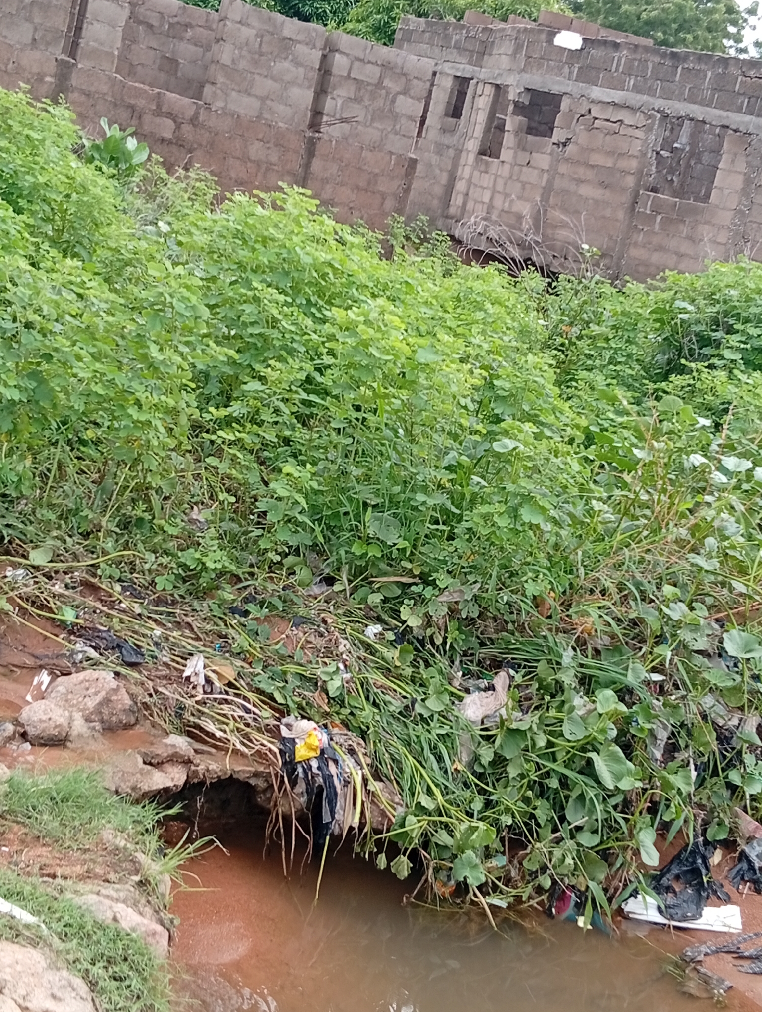The image depicts an overgrown, unkempt area likely in Jalingo, Nigeria, characterized by dense green vegetation and debris. In the background, an unfinished brick building with open window frames stands against a backdrop of trees. The foreground shows a small body of murky brown water, possibly a drainage channel or stream, with rocks and grass lining its edge. Scattered along the bank and in the water are various pieces of trash, including plastic bags, wrappers, and other refuse, entangled with weeds and dry vegetation. The scene suggests neglect and poor waste management, common in undeveloped or semi-developed urban areas. There are no people visible in the image.