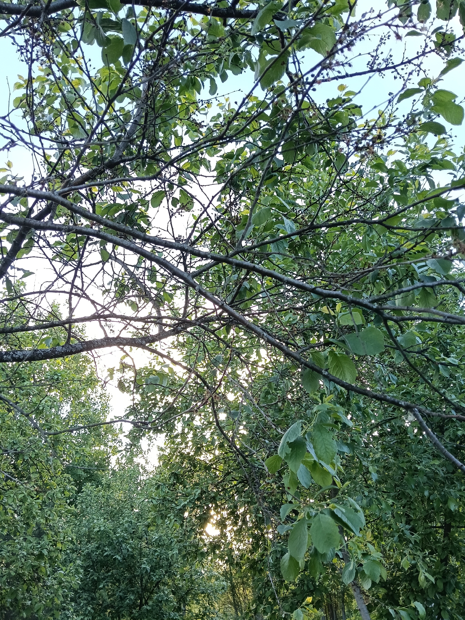 The image is a view looking up through tree branches and foliage, presumably in the city of Красный Маяк, Russia, though that location is not visibly evident in the image itself. The branches are mostly bare, though some have small green leaves and small dark berries attached. The leaves are a muted green tone. Beyond the trees is the sky, which is pale blue-grey in color. Light is diffused throughout the scene. More dense greenery is visible further down in the composition. There are no people or evident human activities within the frame.