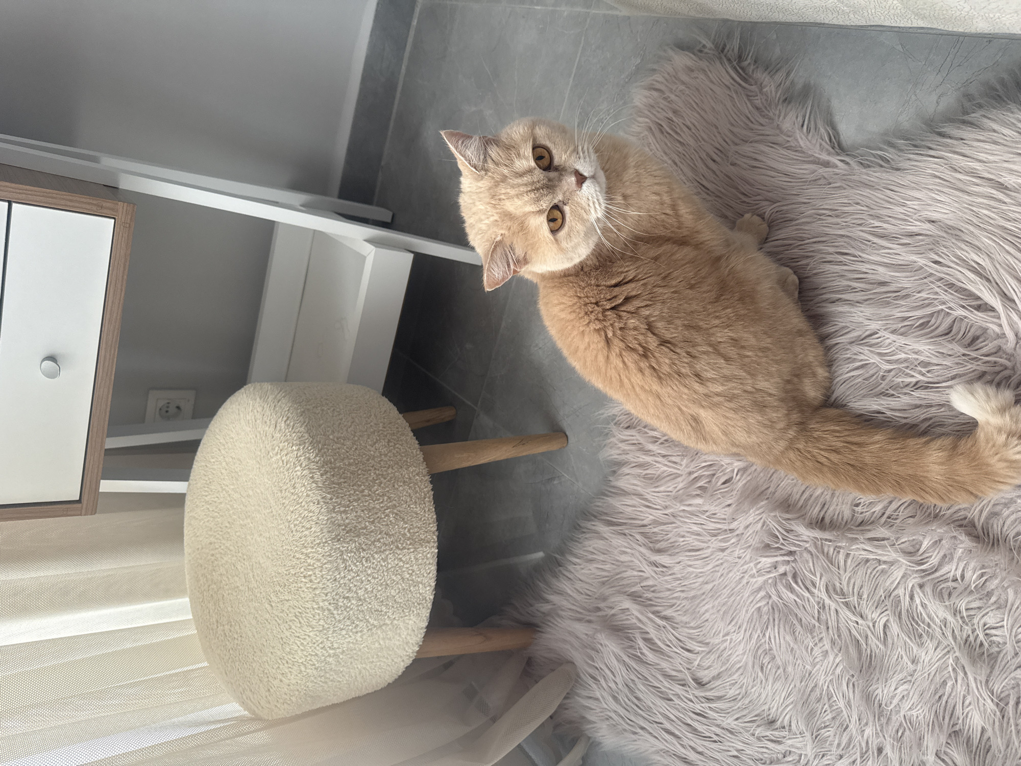 A light orange/cream-colored cat is the main subject, sitting on a soft, light grey shaggy rug in an indoor setting. The cat has striking amber eyes and long white whiskers, and it is looking directly at the camera with an alert and curious expression. Its body faces slightly away from the camera, while its head is turned to meet the gaze.
To the left of the cat, a small, round stool with a cream-colored, textured, fluffy top and light wooden legs is visible. Behind the stool, a part of a modern-looking furniture piece, possibly a cabinet or dresser, with white drawers and light wooden framing, can be seen. One drawer has a silver circular handle. A sheer, white curtain is partially visible at the bottom left, suggesting a window nearby.
The floor is covered with grey tiles, visible around the rug and beneath the furniture. The lighting appears to be natural and diffused, indicating it's likely daytime. There is no visible text in the image. The overall scene suggests a cozy and clean interior space. The image is taken from a slightly elevated perspective and is rotated 90 degrees to the left.