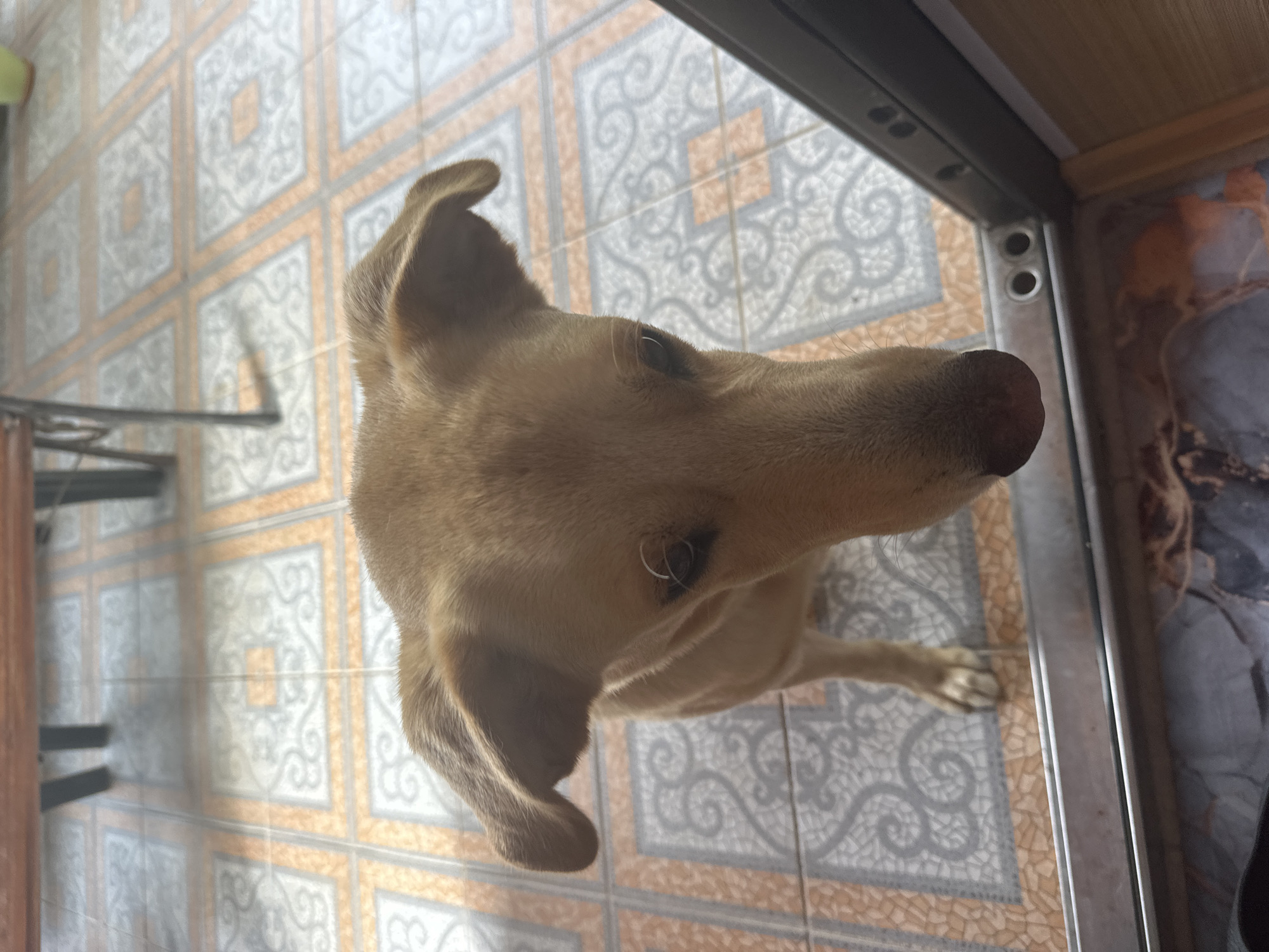 An overhead view captures a medium-sized, light brown dog with floppy ears looking down into a doorway. The dog's head is the primary subject, with its snout close to the bottom of the frame. A thin, light-colored wire or string is visible near the dog's left eye. The dog stands on a tiled floor with an orange and gray geometric pattern. In the background, the legs of a wooden table or bench are visible. The scene appears to be an outdoor or semi-outdoor area, possibly a porch or patio. The image does not contain any elements that would allow for an identification of the city of Sochi, Russia.