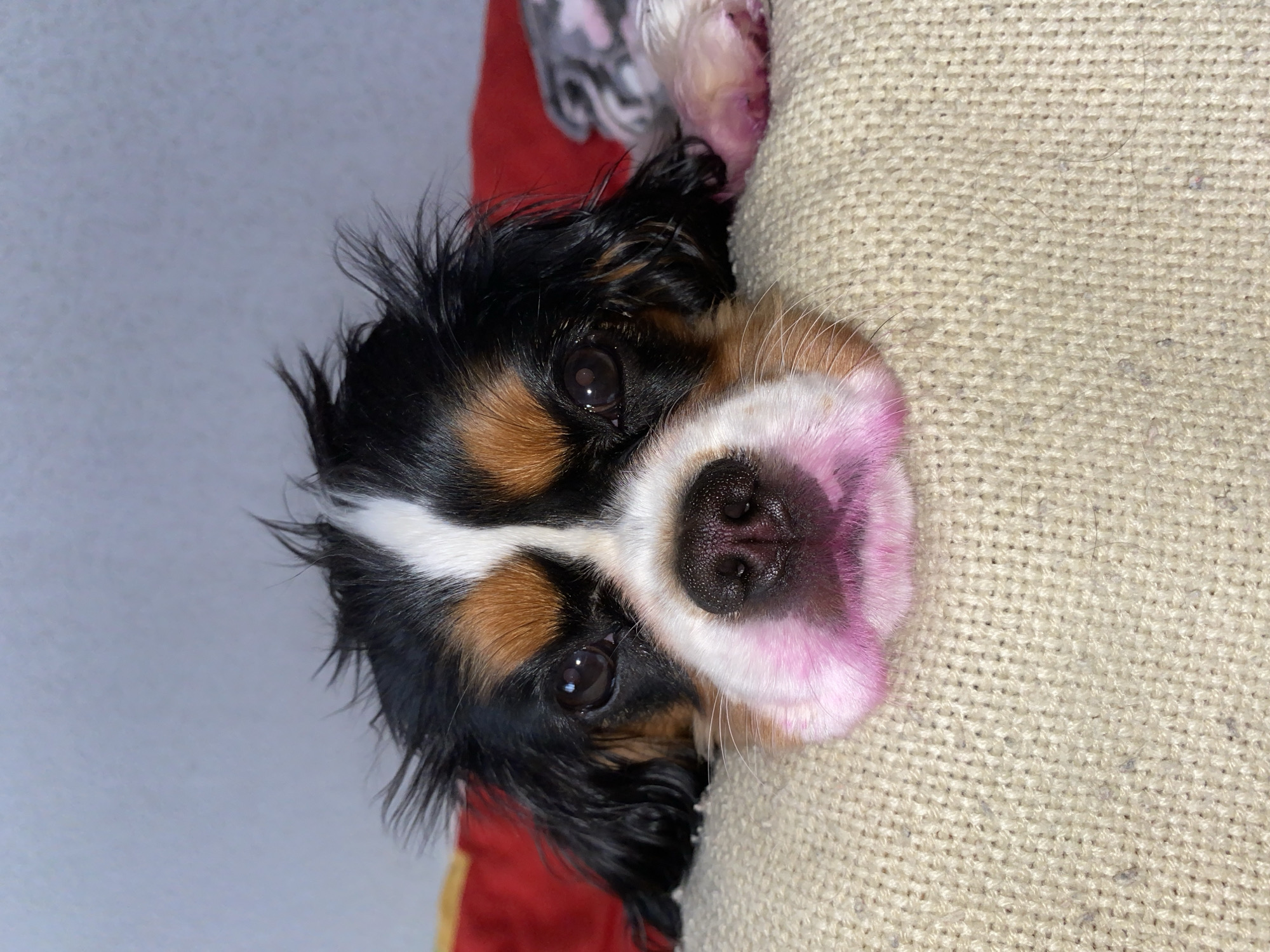A tri-colored Cavalier King Charles Spaniel dog is featured in a close-up shot. The dog is primarily black, tan, and white, with a unique pink hue around its muzzle and nose. The dog's face is tilted, with its eyes looking directly at the camera. The background includes a white wall and a tan-colored, textured fabric, possibly part of furniture. There is also a hint of a red object in the background. The location of the photograph is not indicated, and there is no visible evidence to suggest it was taken in Votkinsk, Russia.