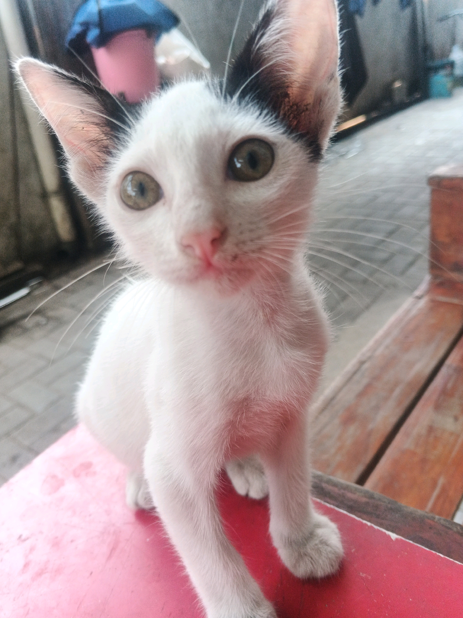 A close-up, eye-level shot captures a young white cat with black markings on its ears and head. The cat is sitting on a red surface, possibly a table or bench, with its front paws resting on it. Behind the cat, a wooden bench with visible grain and planks is visible. The background is blurred, suggesting an outdoor or semi-outdoor setting with structures and possibly other objects. The lighting appears natural, casting soft shadows. The image is in focus on the cat's face, highlighting its eyes, nose, and whiskers. The location is identified as Kadu, Indonesia.