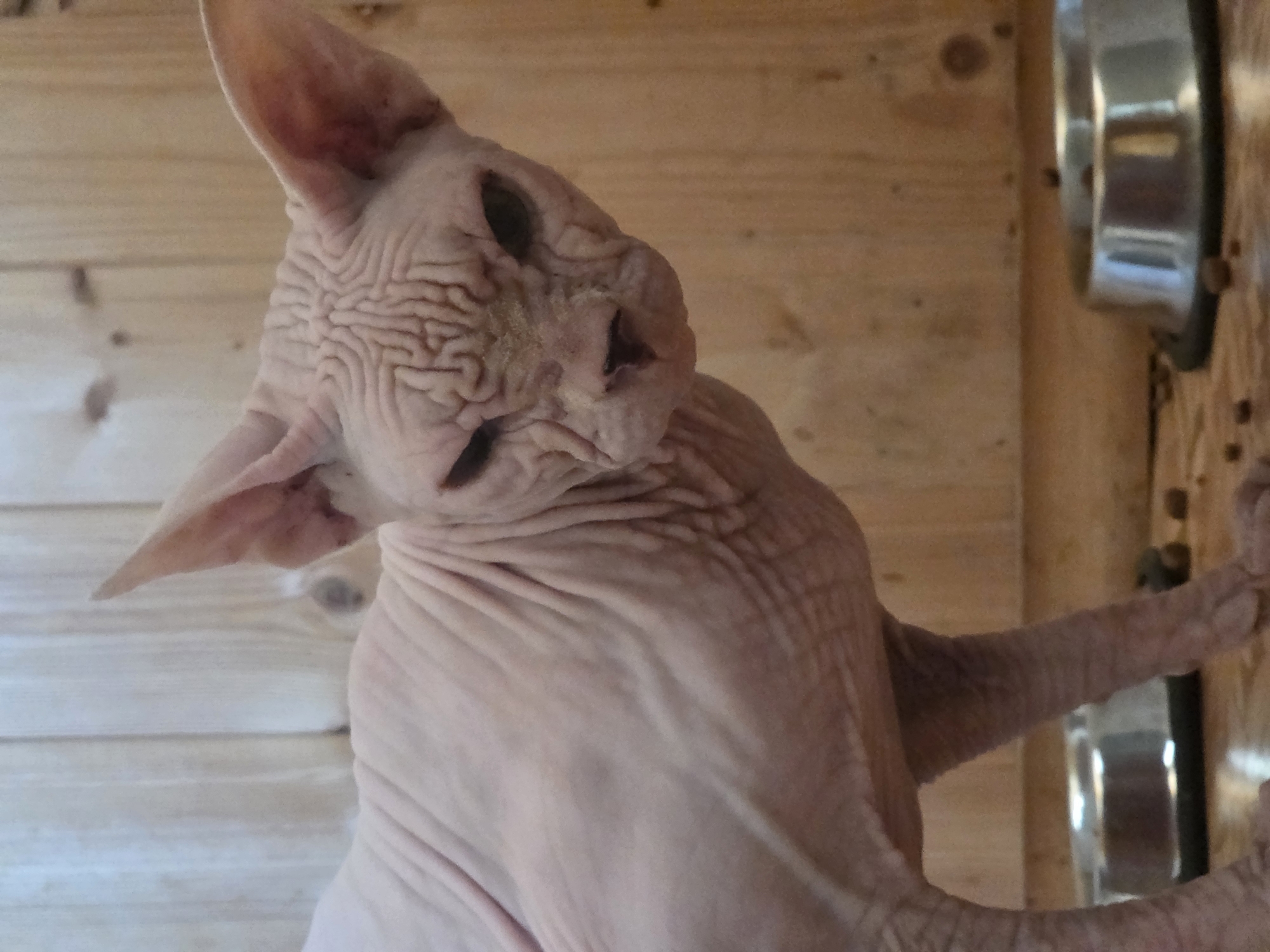 A close-up, slightly overhead shot captures a hairless Sphynx cat against a background of light-colored wooden planks. The cat is pinkish-beige, with visible wrinkles across its face and body, giving it a distinct texture. Its large ears are prominent, and its eyes are dark and open, with one eye appearing slightly more closed than the other. The cat's head is tilted to its right.
To the right of the cat, attached to the wooden wall, are two metal bowls, one above the other. The upper bowl is partially visible, showing its reflective interior. The lower bowl is also partially visible, with its rim appearing dark. The lighting in the image is warm, suggesting an indoor setting. The wooden planks have a natural, slightly unfinished appearance, with visible grain and occasional knots. There is no text visible in the image. The setting appears to be a simple enclosure or structure, possibly a pet's living space. The cat's pose and expression are neutral, with no discernible emotion. The time of day and weather conditions are not indicated. The location context provided is "Восход Снт (фролово), Russia."