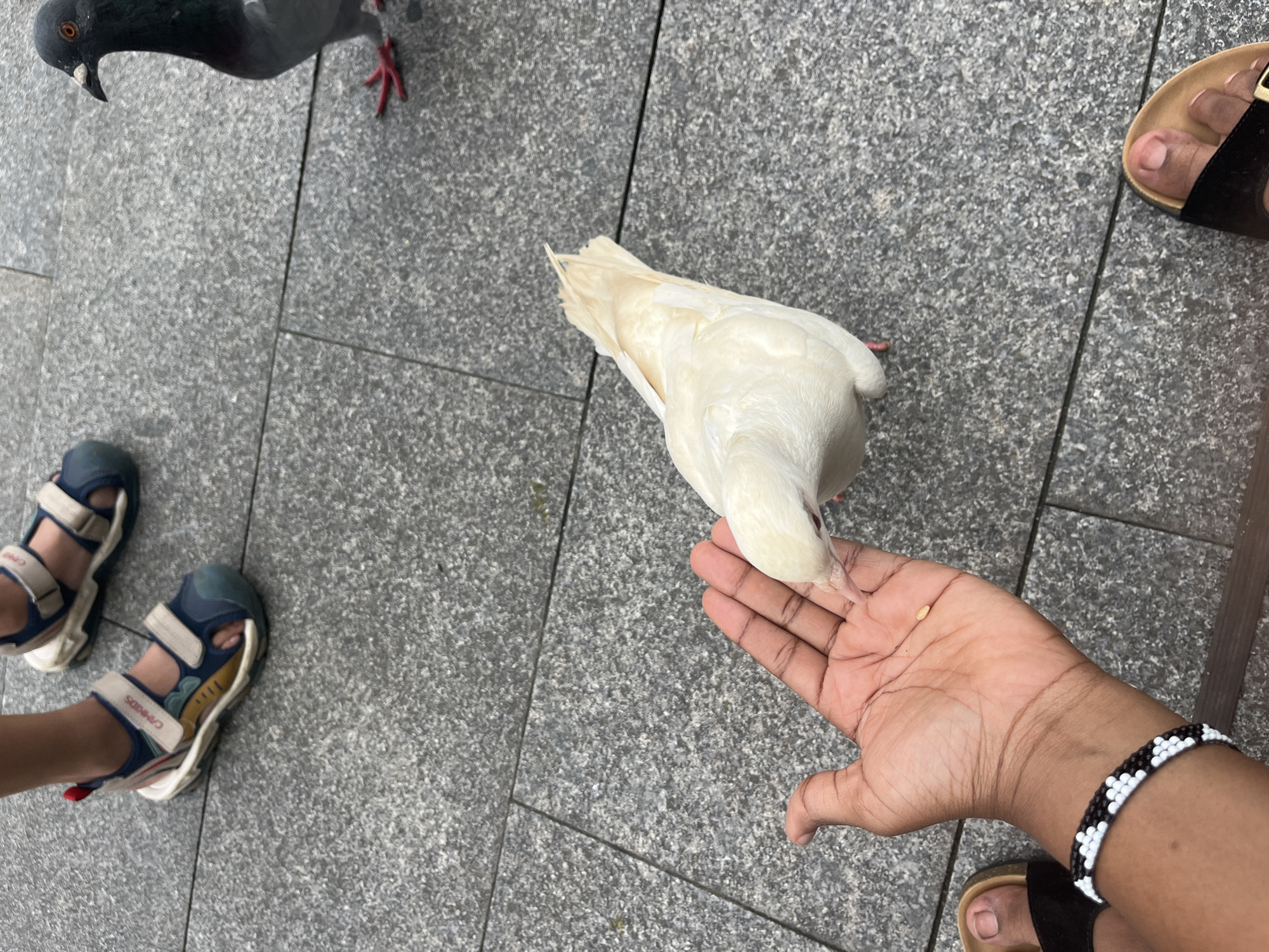 In Chancheng District, China, a person's hand is extended, offering a single seed to a white pigeon that is pecking at it. A dark-colored pigeon stands nearby on a gray paved surface. Two children's feet, wearing sandals, are visible in the upper portion of the image. The ground is made of large, speckled gray tiles.