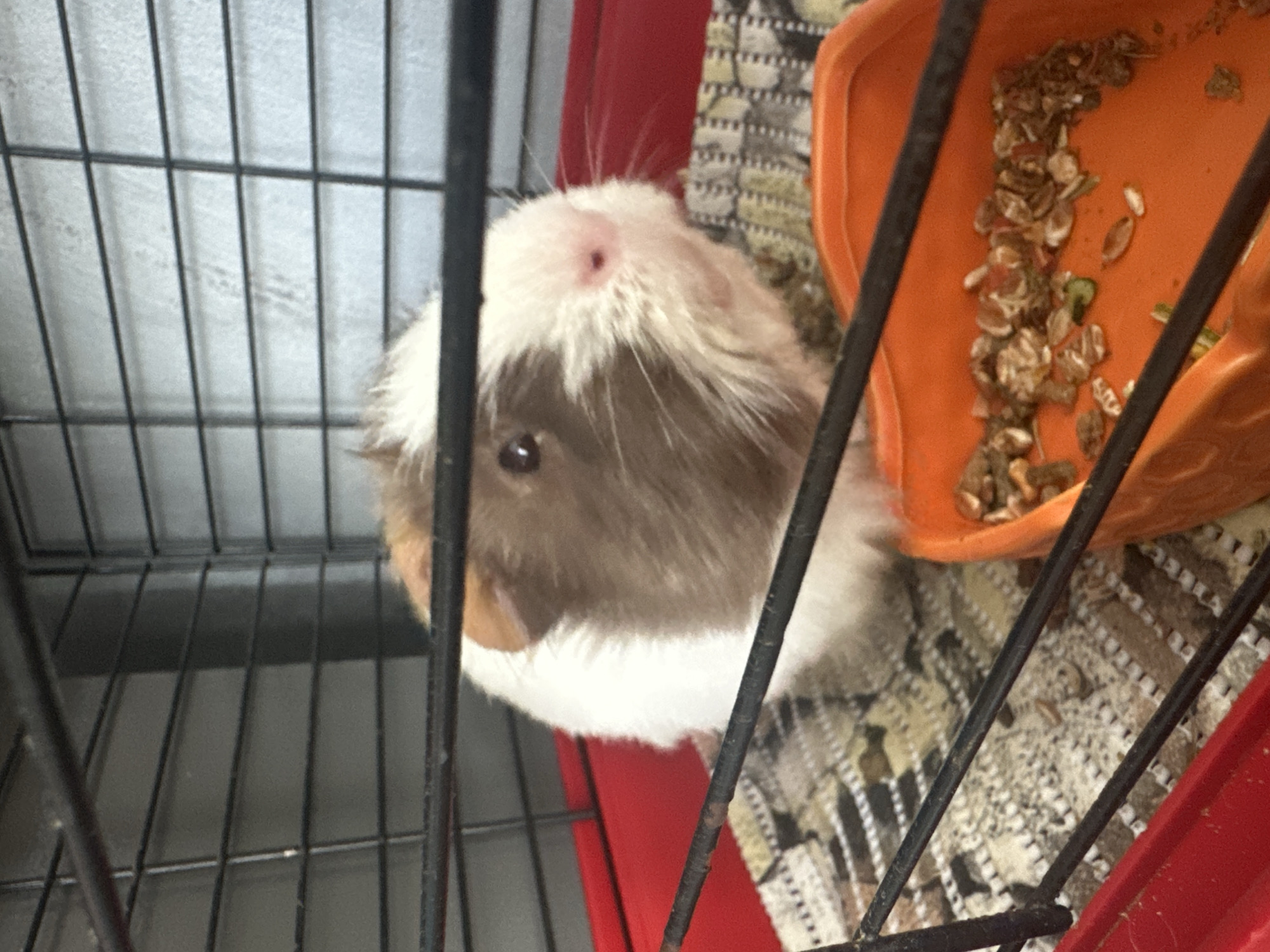 The image shows a guinea pig inside a cage. The guinea pig has brown and white fur and is looking towards the camera. There is an orange food dish filled with pellets in the foreground. The cage has black bars and a red base. The background is a light gray wall with horizontal lines. The image does not provide any information about the location in Varna, Bulgaria.