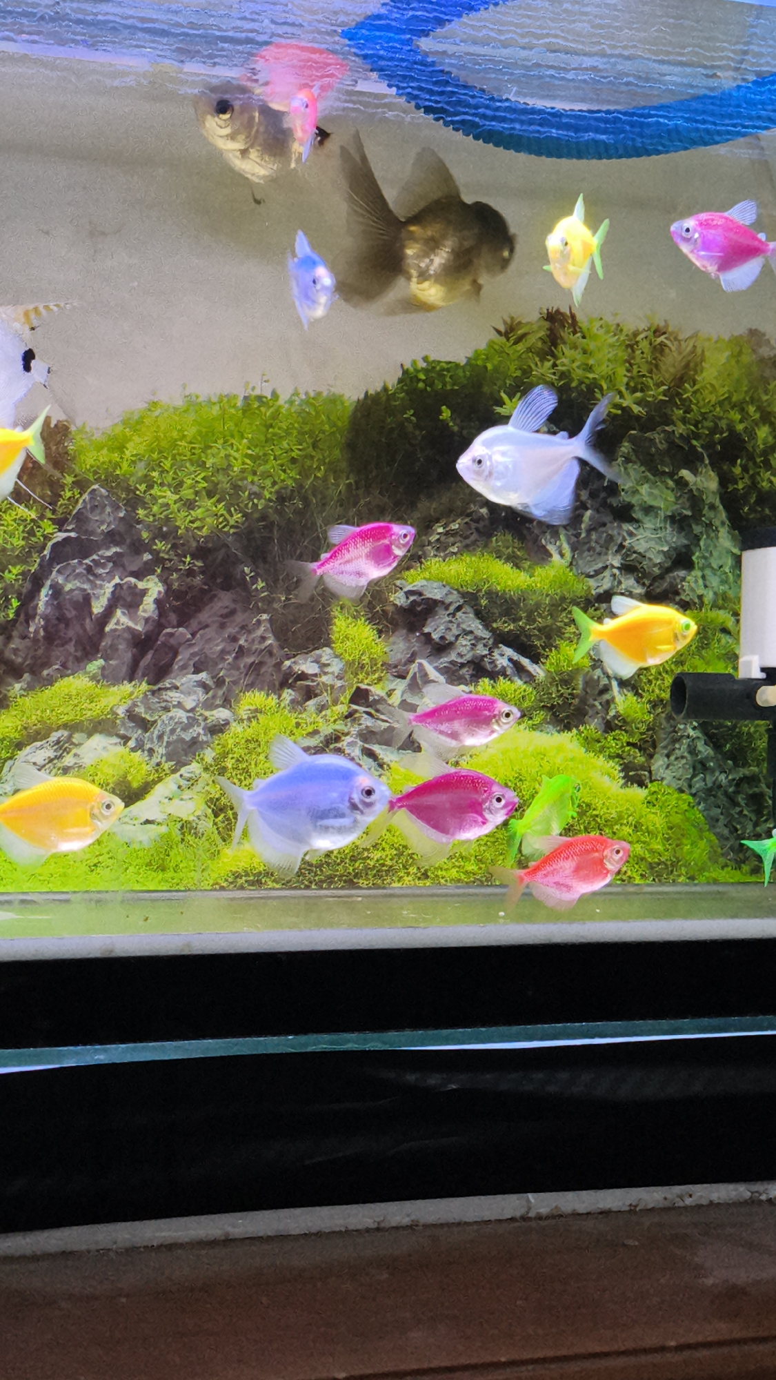 A clear aquarium houses numerous brightly colored fish, including pink, blue, yellow, and white varieties, swimming amongst lush green aquatic plants and dark, rocky structures. A large, dark goldfish with a distinctive fan-like tail is also present, as is an angelfish with delicate white fins. The aquarium is lit from above, casting light and reflections on the water's surface, which is adorned with a decorative blue netting. The bottom of the aquarium is visible, with a dark backdrop behind the aquatic life. The image appears to be a close-up of an aquarium, likely in a residential setting, given the wooden surface visible at the bottom of the frame. Without further context, the specific location within Kerep Kidul, Indonesia, cannot be determined.