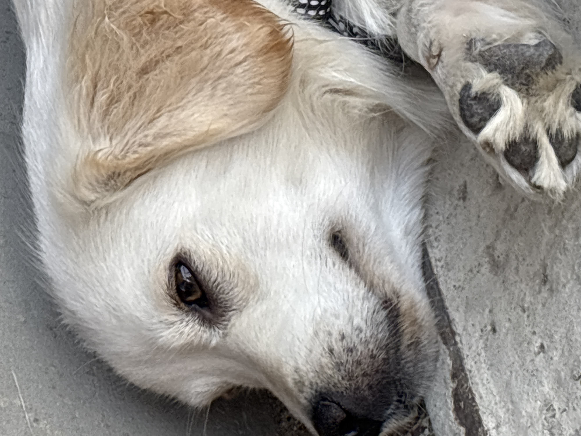 The image shows a close-up, overhead view of a dog lying down outdoors. The dog has white fur with some light brown markings on its ear. Its eye is dark brown and appears to be looking slightly to the left. The dog's nose is dark and wet, and there are hints of darker fur around its muzzle. One of the dog's paws is visible on the right side of the image, showing dark paw pads. The dog appears to be resting on a textured surface, possibly concrete or stone, with some visible cracks and variations in color. The lighting suggests it is daytime, likely outdoors. There is a black and white patterned collar visible near the dog's head, but no text is present. The overall mood is relaxed, with the dog appearing comfortable and at ease. The scene is set in Александровка, Russia, but there are no specific visual cues in the image to confirm this location beyond the provided context.