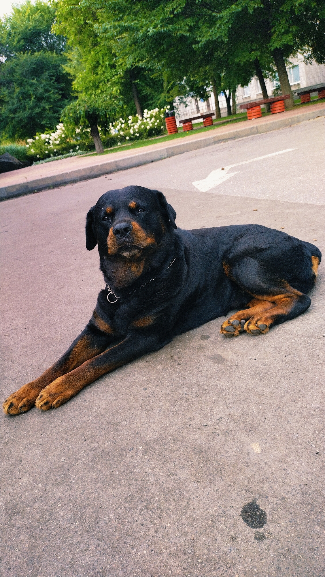A Rottweiler is lying on an asphalt surface. The dog is black and tan with a metal chain collar. In the background, there is a sidewalk with a curb, a grassy area with white flowers, and trees. Beyond the trees, there are benches and a building. A white arrow is painted on the asphalt. The location is the city of Horishni Plavni, Ukraine.