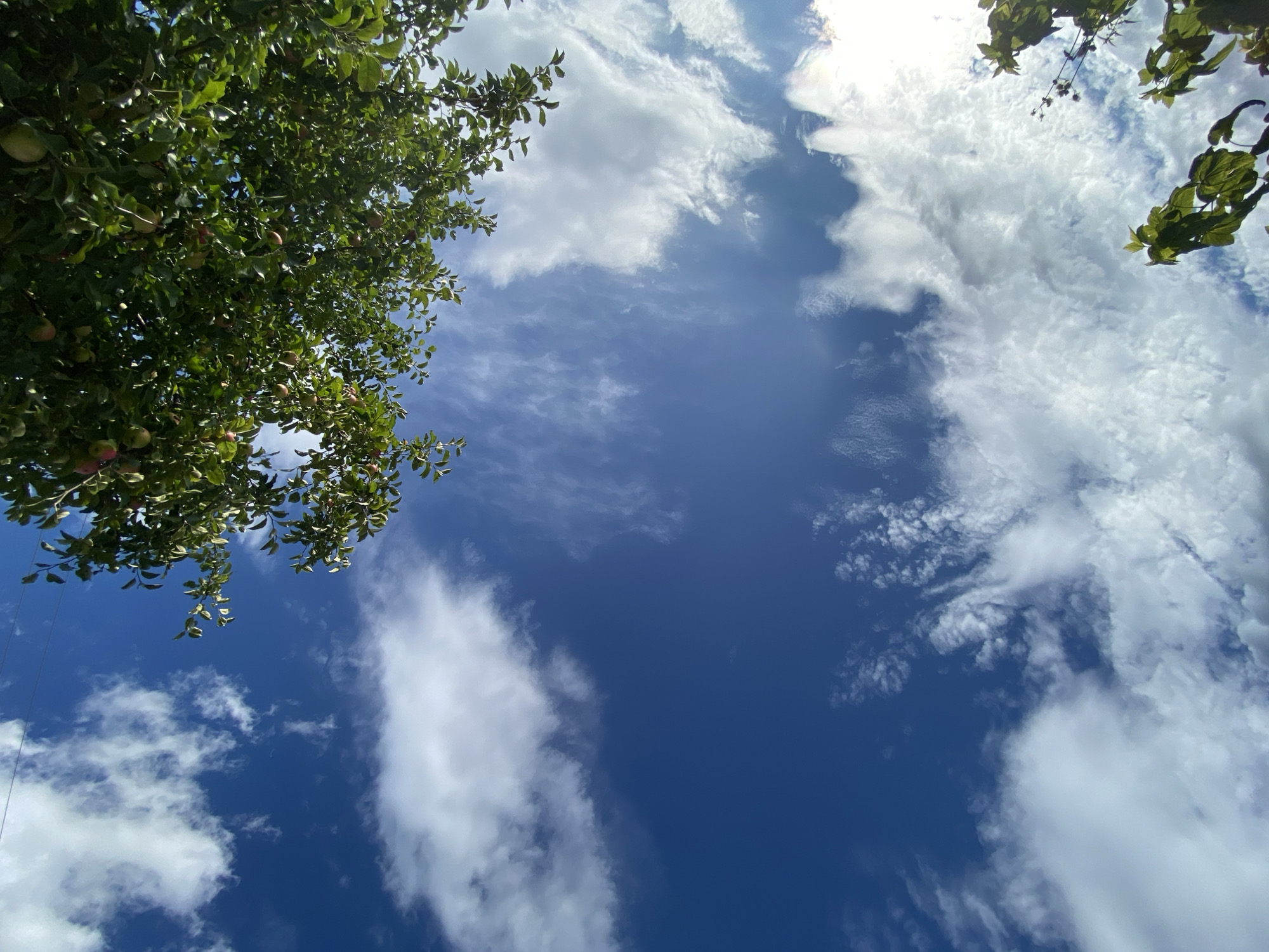 The image is an upward-facing shot of a blue sky with scattered white clouds. Lush green tree branches, some laden with what appear to be apples, frame the top and lower right portions of the frame. The sunlight is bright, creating a slightly hazy effect in some areas of the sky. The location is specified as the city of Elovo, Russia. There are no people or discernible activities depicted in the scene. The environment appears to be outdoors, likely in an orchard or garden setting, given the presence of the apple tree.