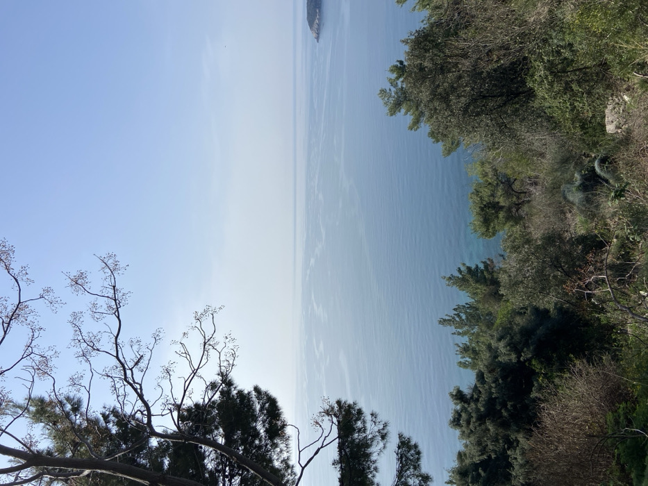 The image displays an elevated panoramic view of a coastal landscape under a clear, pale blue sky. In the foreground, a dense, natural hillside slopes downwards, covered in a variety of vegetation. A prominent tree trunk with dark green pine needles and bare branches with small, light-colored clusters occupies the upper left quadrant. The lower half and right side of the foreground contain a mix of evergreen trees and deciduous shrubs, some appearing sparse or bare. Exposed rocky patches are visible amongst the foliage.
Below the hillside vegetation, the calm, blue-green water of a large body of water, likely a sea, extends across the midground. Subtle, elongated ripple patterns are visible on the water's surface, reflecting the sky. In the far distance, towards the right side of the horizon, a small, low-lying landmass or island, dark green with visible rocky edges, is present. The sky above is largely cloudless, indicating clear weather conditions. No individuals, man-made structures, or vehicles are discernible within the frame. The scene captures a natural, undeveloped coastal environment. The location is Unknown, Unknown.