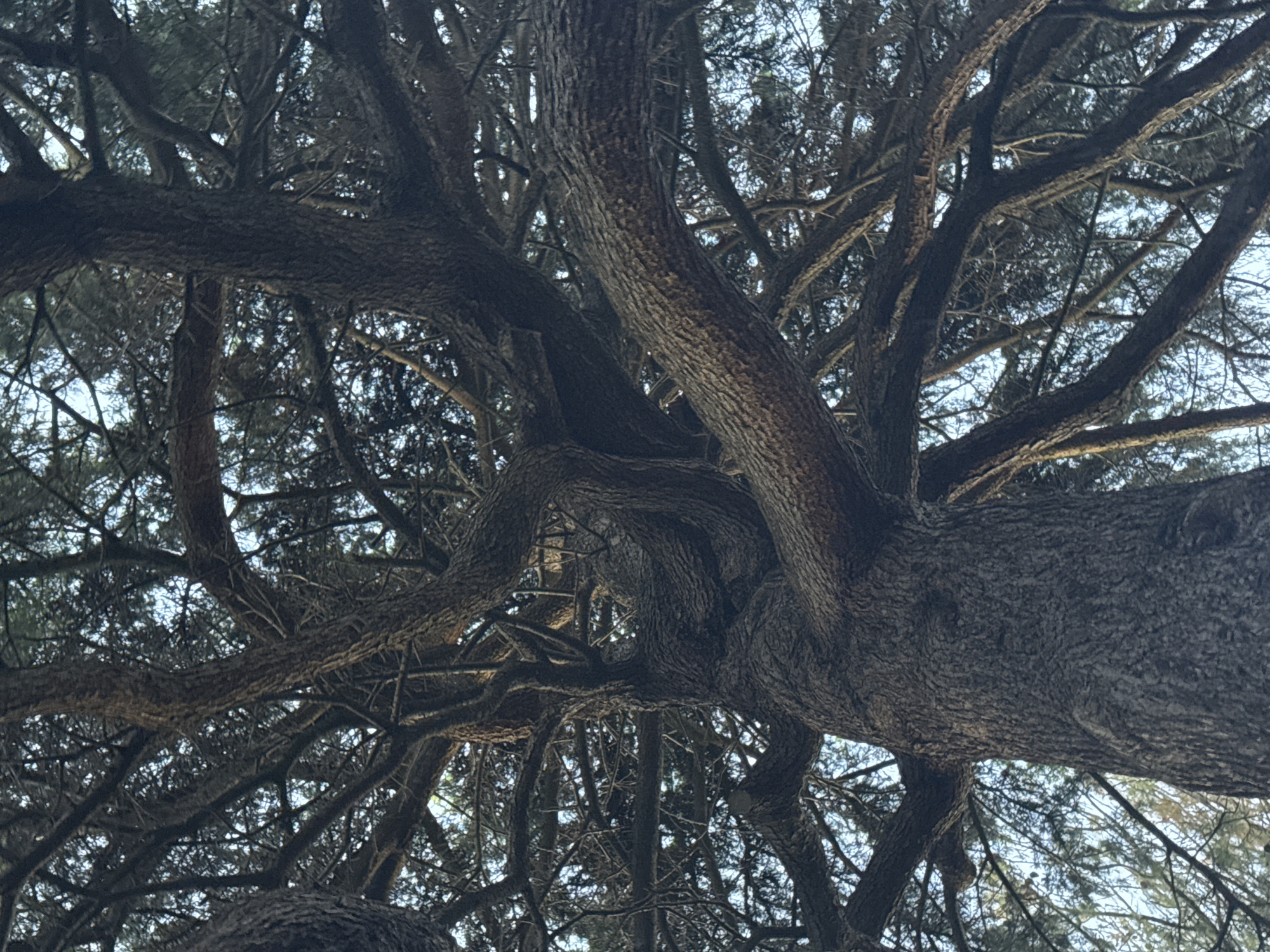 This media file presents an upward view into the dense canopy of a large tree, captured during daytime in what appears to be clear or partly cloudy weather. The scene is dominated by a complex network of thick, dark branches with prominently textured bark, which intertwine and spread across the entire frame. Through the numerous gaps in the foliage, patches of bright, light blue sky are visible, confirming the time of day. Smaller branches adorned with needle-like leaves are also discernible, suggesting the tree may be a type of conifer.
No people or specific activities are depicted in the image, which focuses solely on the natural structure of the tree. There are no discernible objects beyond the tree itself. The location, based on the provided context, is London, United Kingdom. No visible text appears in the image. The perspective from below emphasizes the tree's intricate structure and vast reach.