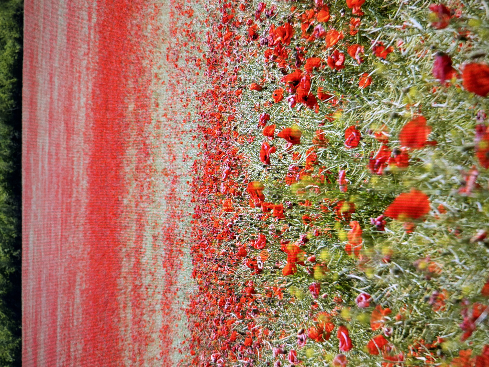 The image depicts a vast field of vibrant red poppies stretching into the distance, with a darker green tree line forming the horizon. The foreground is a dense carpet of poppies and green foliage, with individual flowers clearly visible and in focus. As the field recedes, the poppies become a blurred mass of red, creating a textured, almost painterly effect. The scene is one of natural beauty and abundance. There are no people, objects, or actions visible in this image. There is no indication of it being in Kyiv, Ukraine.
