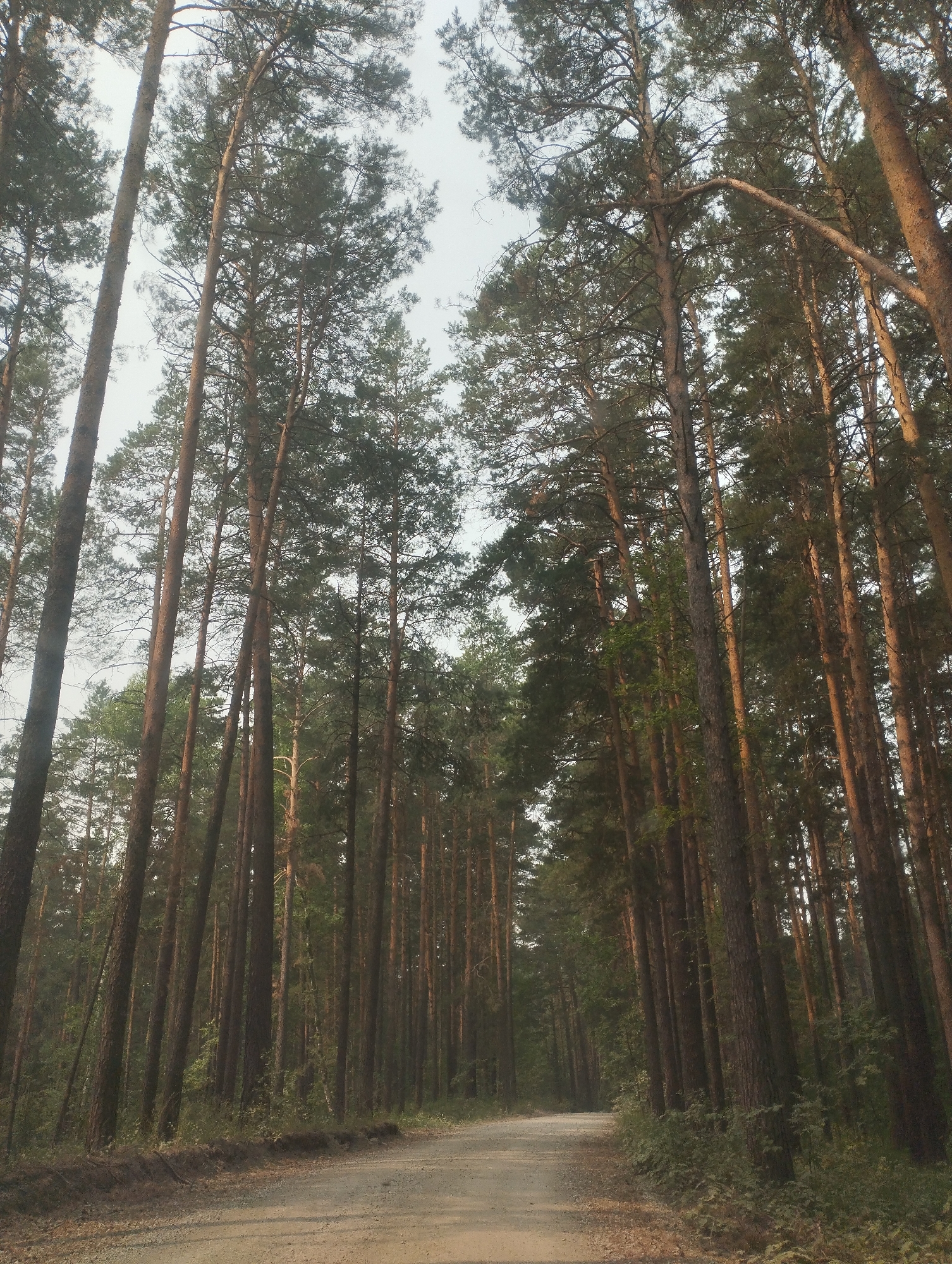 The image depicts a dirt road winding through a dense pine forest. Tall, slender pine trees with dark bark and green needles line both sides of the road, their canopies creating a natural archway overhead. The ground of the road is a light brown, dusty color, with scattered gravel. The lighting suggests it is either early morning or late afternoon, with sunlight filtering through the trees, casting long shadows. The sky above is overcast and light gray. The environment appears to be a rural or natural setting, consistent with the location of Bibikha, Russia, which is known for its forests and natural landscapes. There are no people or animals visible in the image, and no specific objects or actions are taking place. The scene is serene and quiet, dominated by the natural elements of the forest and the road.
