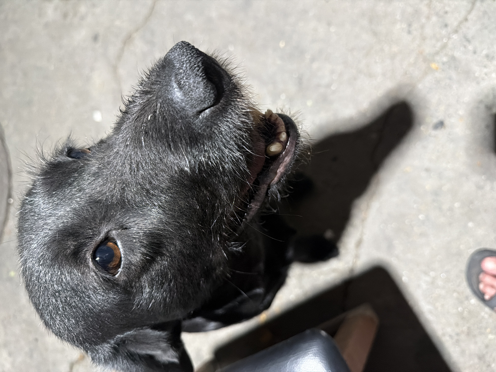 An extreme close-up of a black dog's face is shown. The dog's head is tilted upwards and to the right. Its dark brown eye is visible, with a small reflection of light on the iris. The dog's nose is black and textured. Its mouth is slightly open, revealing several canine teeth. The dog's fur is black and appears somewhat coarse. In the background, a gray, concrete-like surface is visible, which appears to be a sidewalk or pavement. Shadows are cast across this surface, suggesting an outdoor environment. A portion of a dark-colored chair or furniture is visible to the left of the dog. In the lower portion of the image, a blurred view of a person's foot wearing a sandal is visible. The image is well-lit, with a direct light source creating strong highlights and shadows. The overall impression is of a candid shot of the dog, possibly interacting with its owner. The location is not specified in the image.