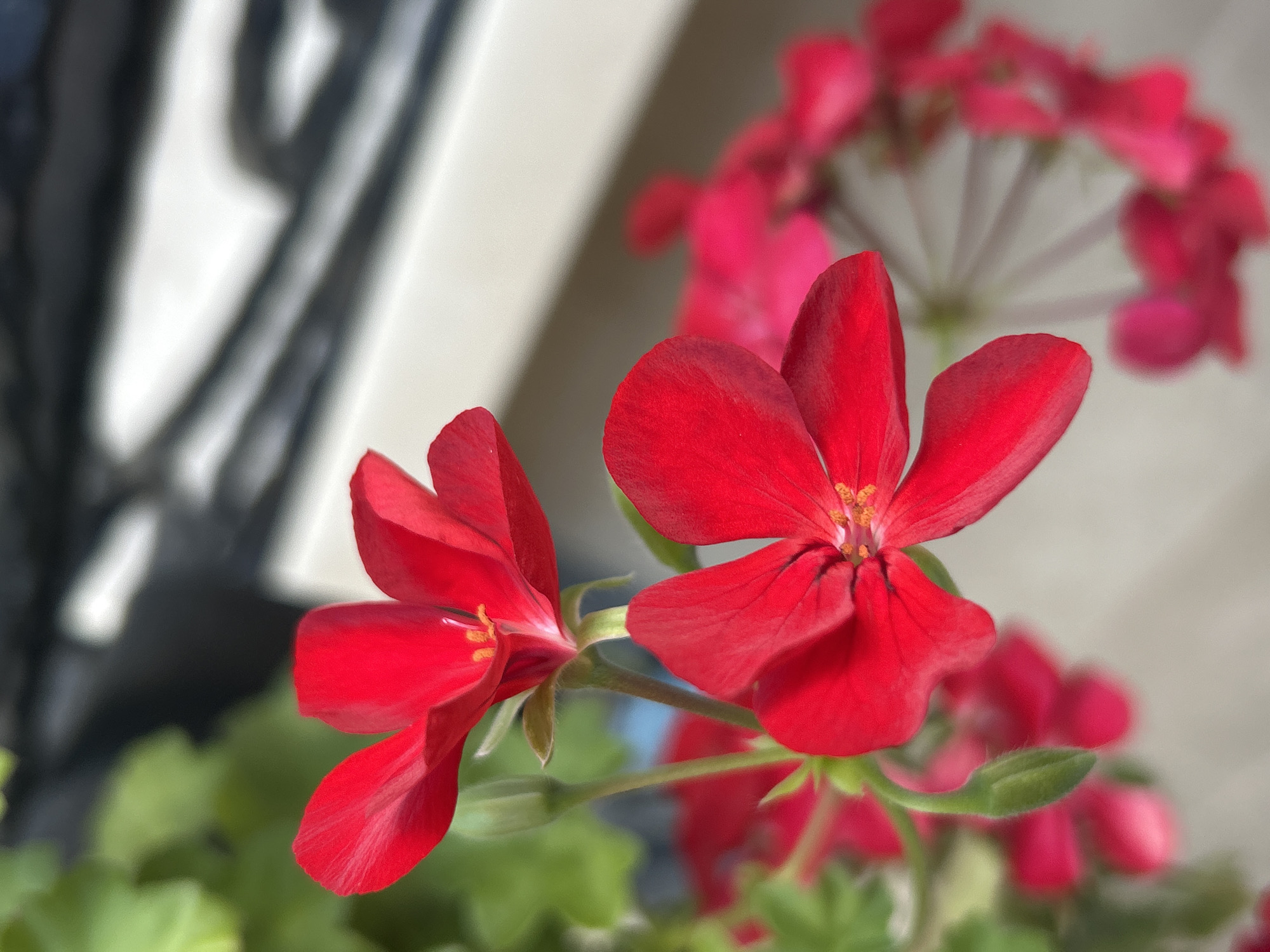 The image shows two vibrant red geranium flowers in the foreground, with their delicate petals spread open. One flower is positioned to the left, while the other is to the right and slightly higher. In the background, more out-of-focus red flowers and green foliage are visible. A blurred, light-colored surface with dark, striped shadows is also present, suggesting an outdoor setting, possibly a balcony or windowsill. The scene is bathed in natural light, creating soft highlights and shadows. There is no indication of any specific location in Plovdiv, Bulgaria, or any people.
