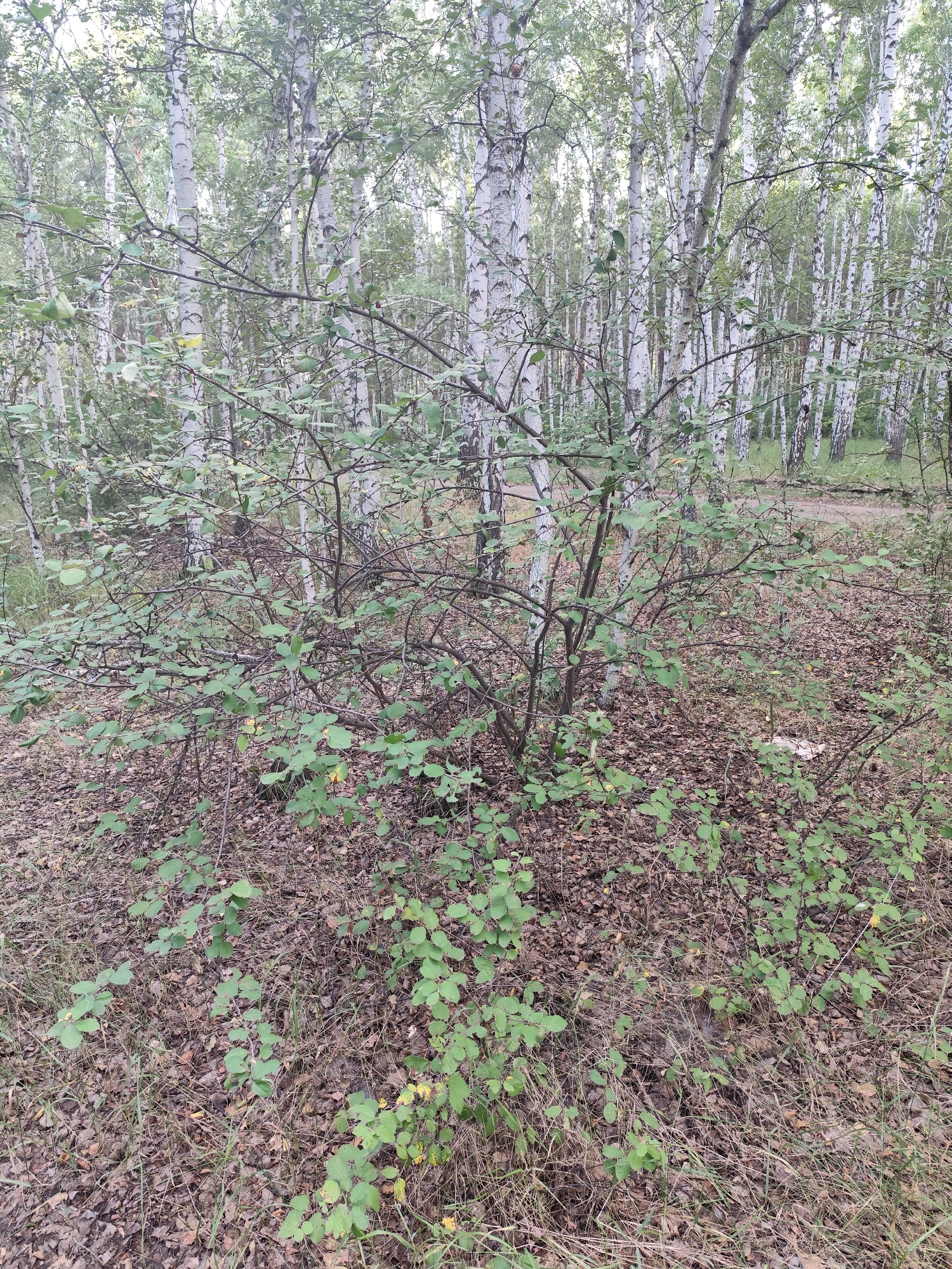 The image depicts a dense birch forest with a prominent foreground shrub. The trees, characterized by their white bark, are the dominant element of the background, stretching into the distance and creating a layered effect. Sunlight filters through the canopy, casting a soft, diffused light, suggesting it is daytime, possibly late morning or afternoon, given the brightness. The ground is covered in a thick layer of fallen brown leaves and dry grass, indicating it is likely autumn or late summer.
In the foreground, a deciduous shrub with numerous thin, dark branches and small, green leaves stands out. The leaves are still predominantly green, though a few show hints of yellow, further supporting an autumnal setting. The shrub is somewhat overgrown, with its branches reaching outwards and downwards, intermingling with the leaf litter on the forest floor. Some of the branches appear bare and twiggy, suggesting parts of the plant may have already shed their leaves.
The overall scene conveys a sense of natural tranquility and the quiet beauty of a forest in transition. There are no people or specific man-made objects visible, emphasizing the wild, untouched nature of the location. The environment appears damp, given the leaf litter and the generally muted tones of the scene, but the weather seems fair, with no indication of rain or strong winds. The focus is on the interplay of light and shadow within the dense foliage, and the textures of the bark, leaves, and ground cover. No text is visible in the image.