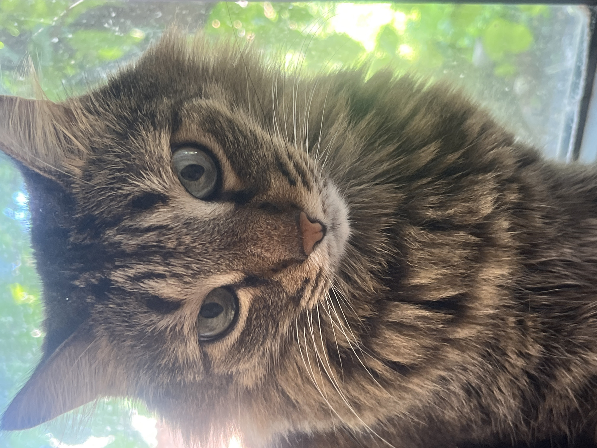 A close-up, head-on shot captures a fluffy tabby cat with green eyes. The cat's fur is a mix of brown and black stripes, with lighter white whiskers. The background is blurred, showing green foliage, suggesting the cat is near a window or outdoors. No specific location in Tikhoretsk, Russia, can be determined from the image.